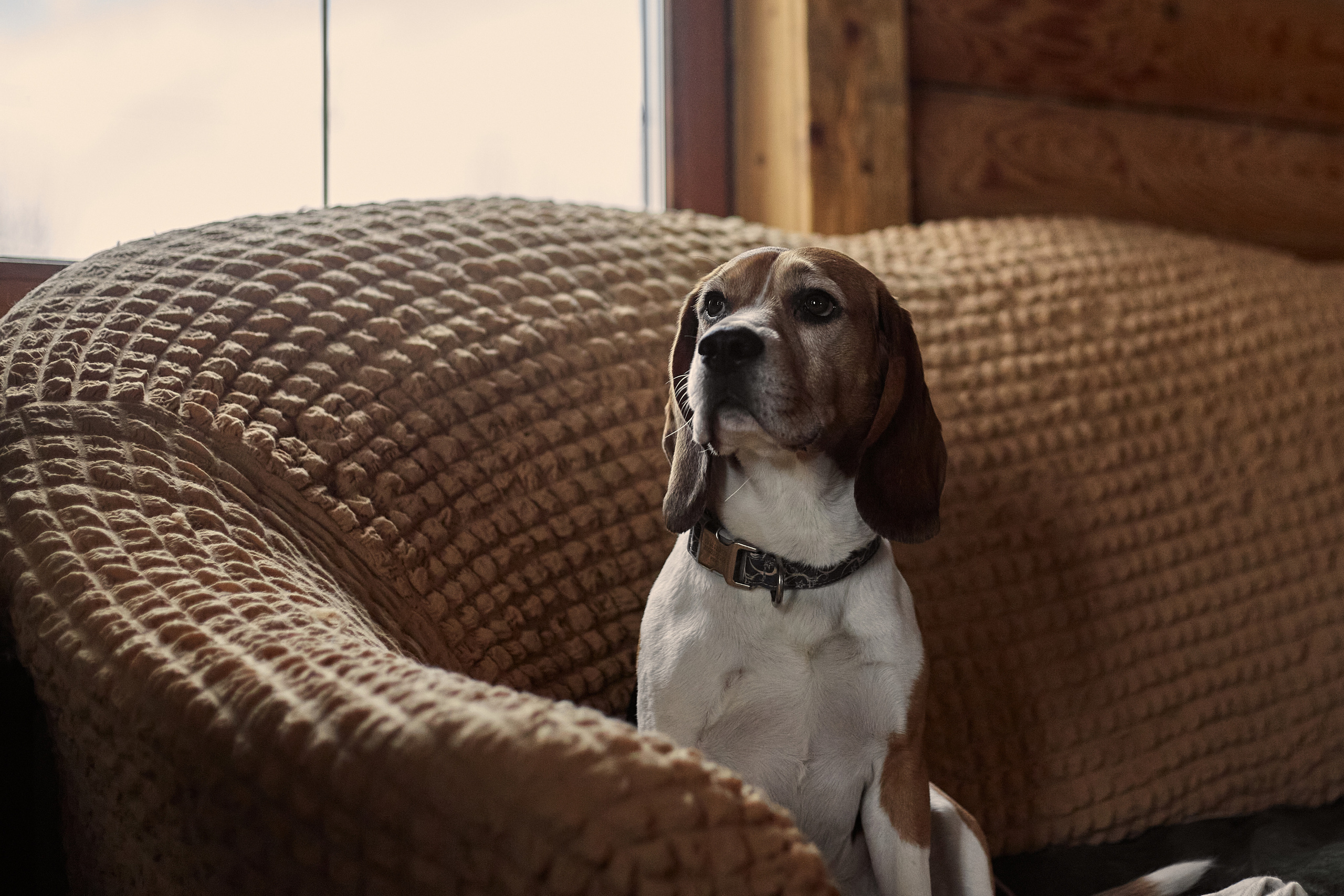 Бигледом. Фотограф-анималист Мартынова Анастасия