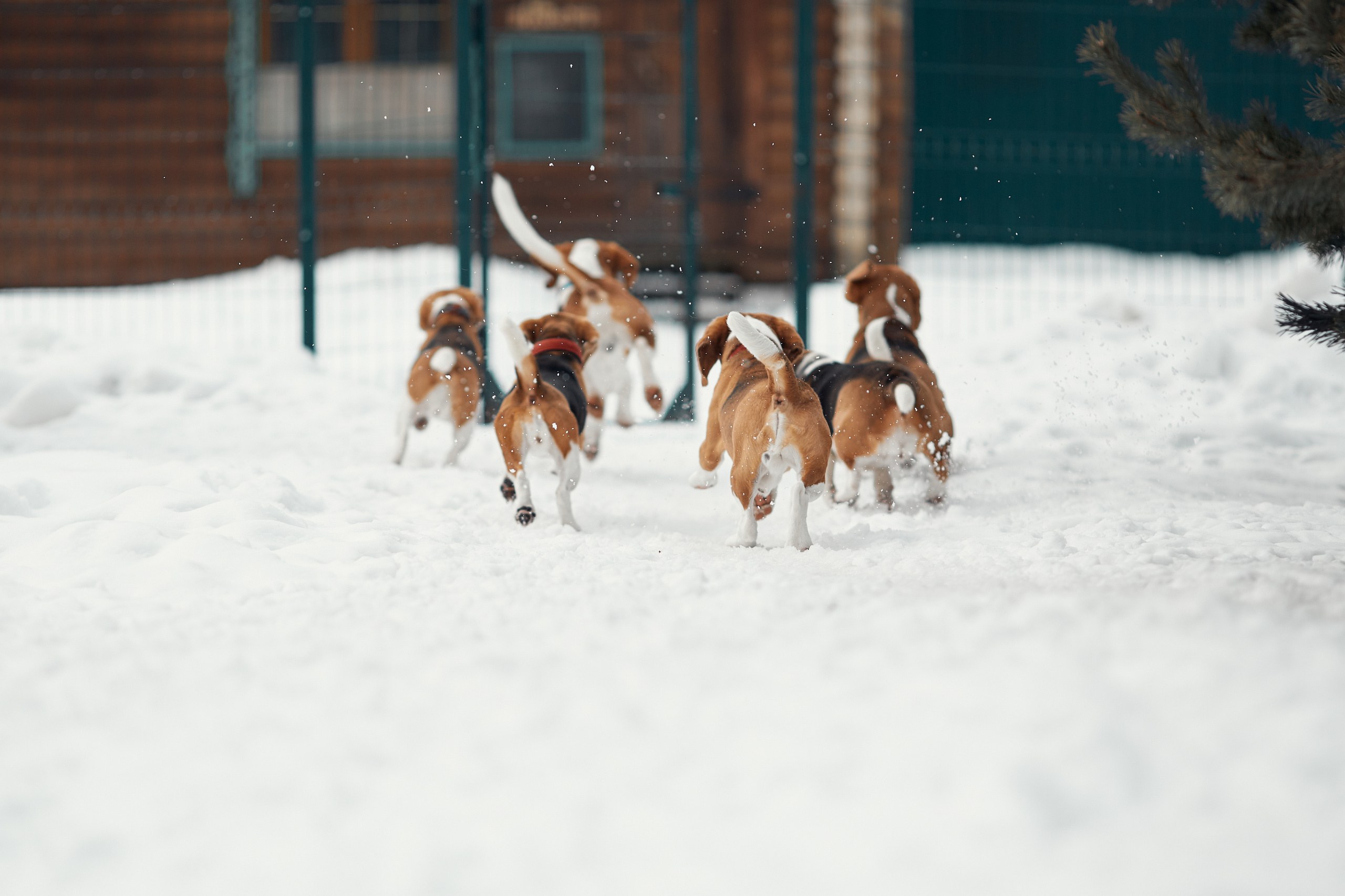 Бигледом. Фотограф-анималист Мартынова Анастасия