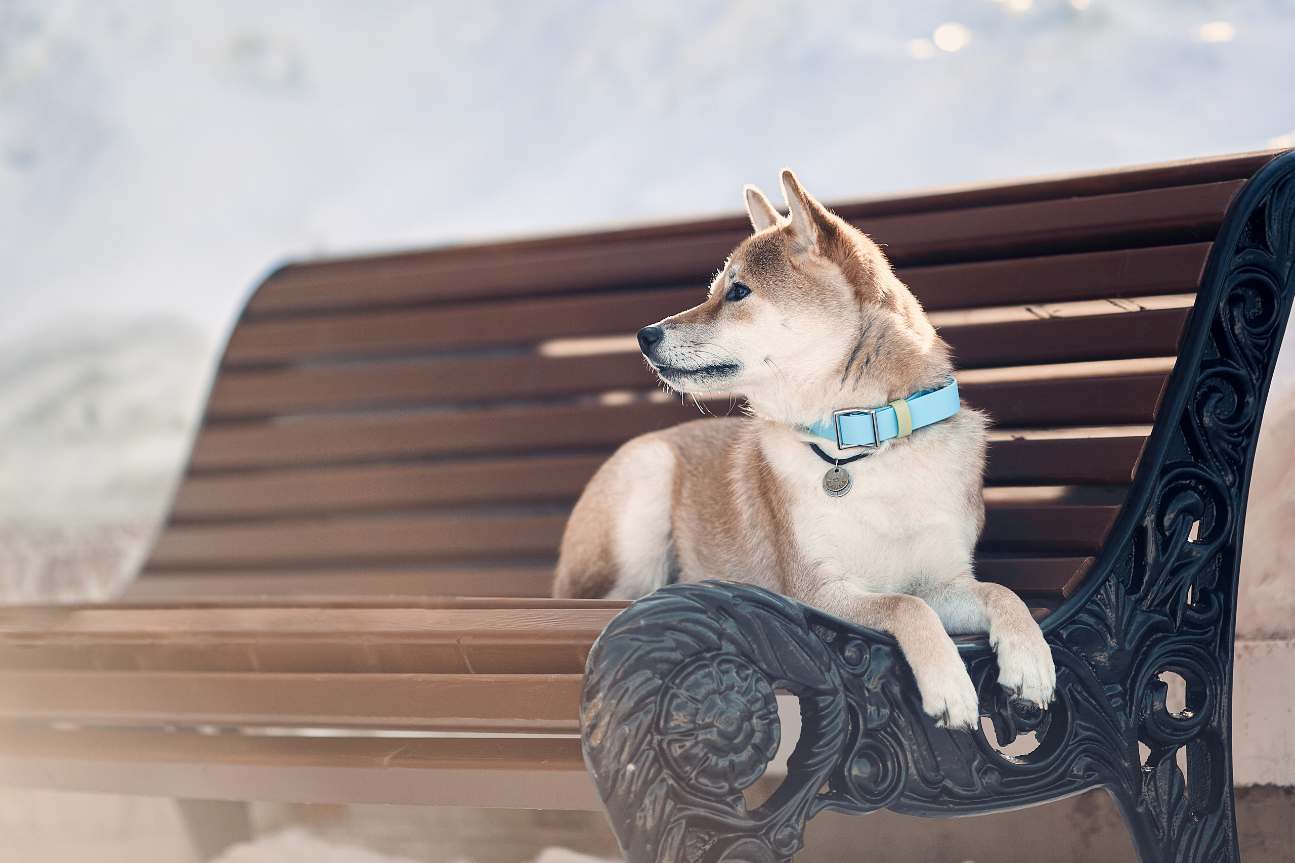 Ирина и Симба. Фотограф-анималист Мартынова Анастасия