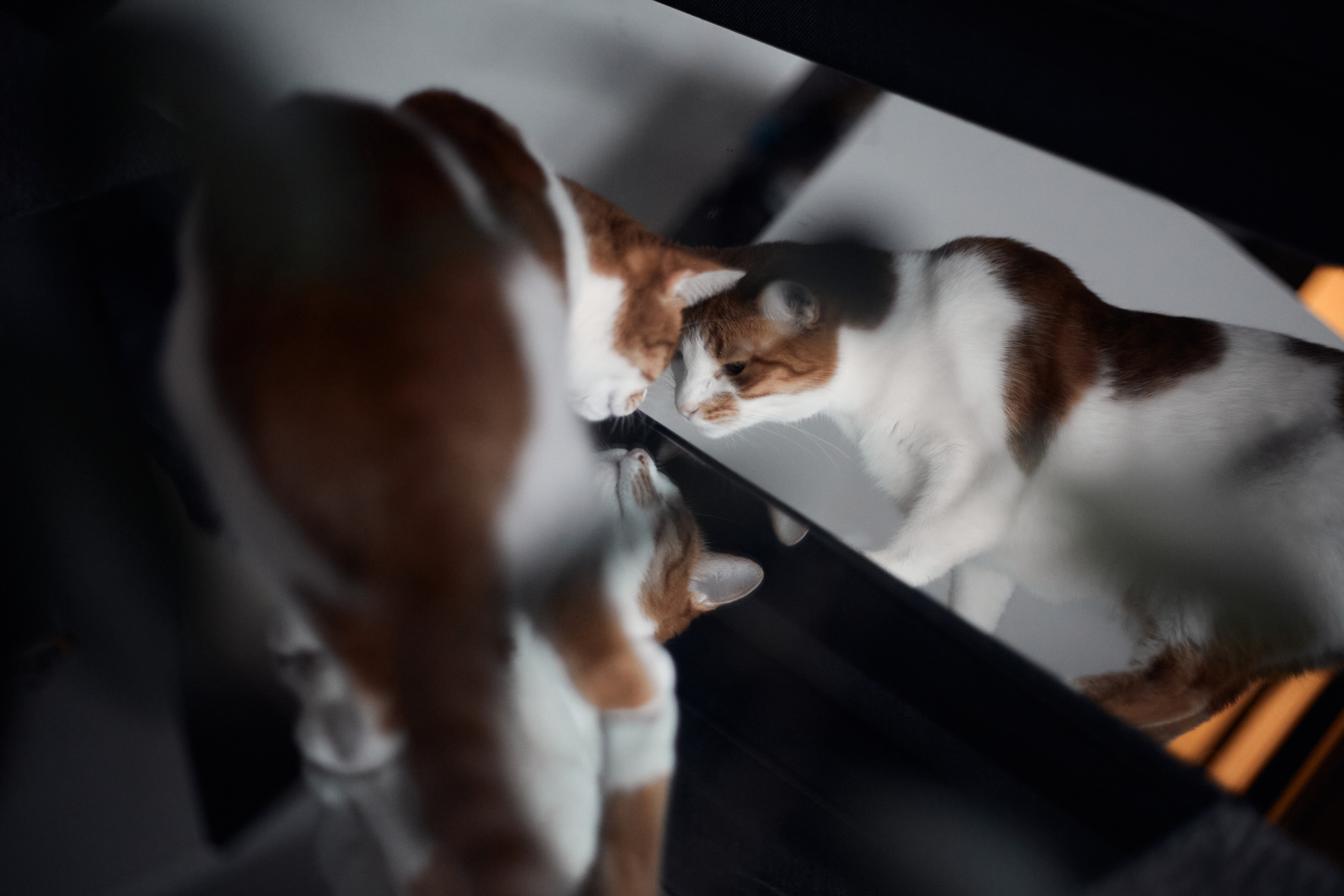 Лиса. Фотограф-анималист Мартынова Анастасия