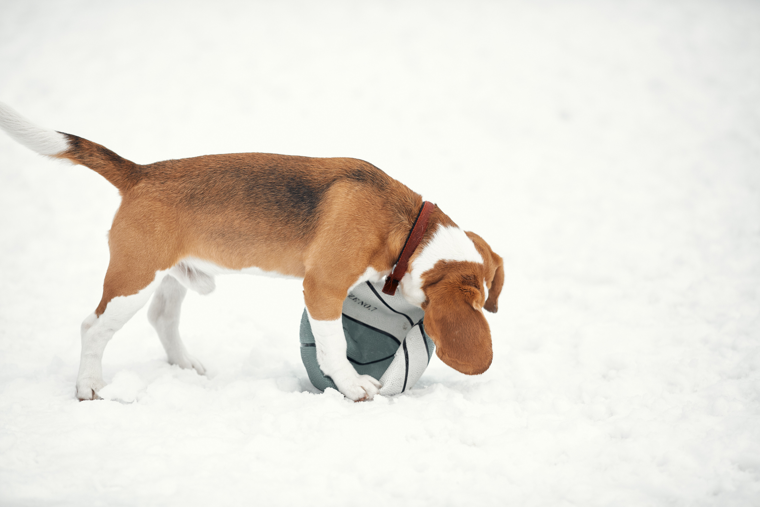 Бигледом. Фотограф-анималист Мартынова Анастасия