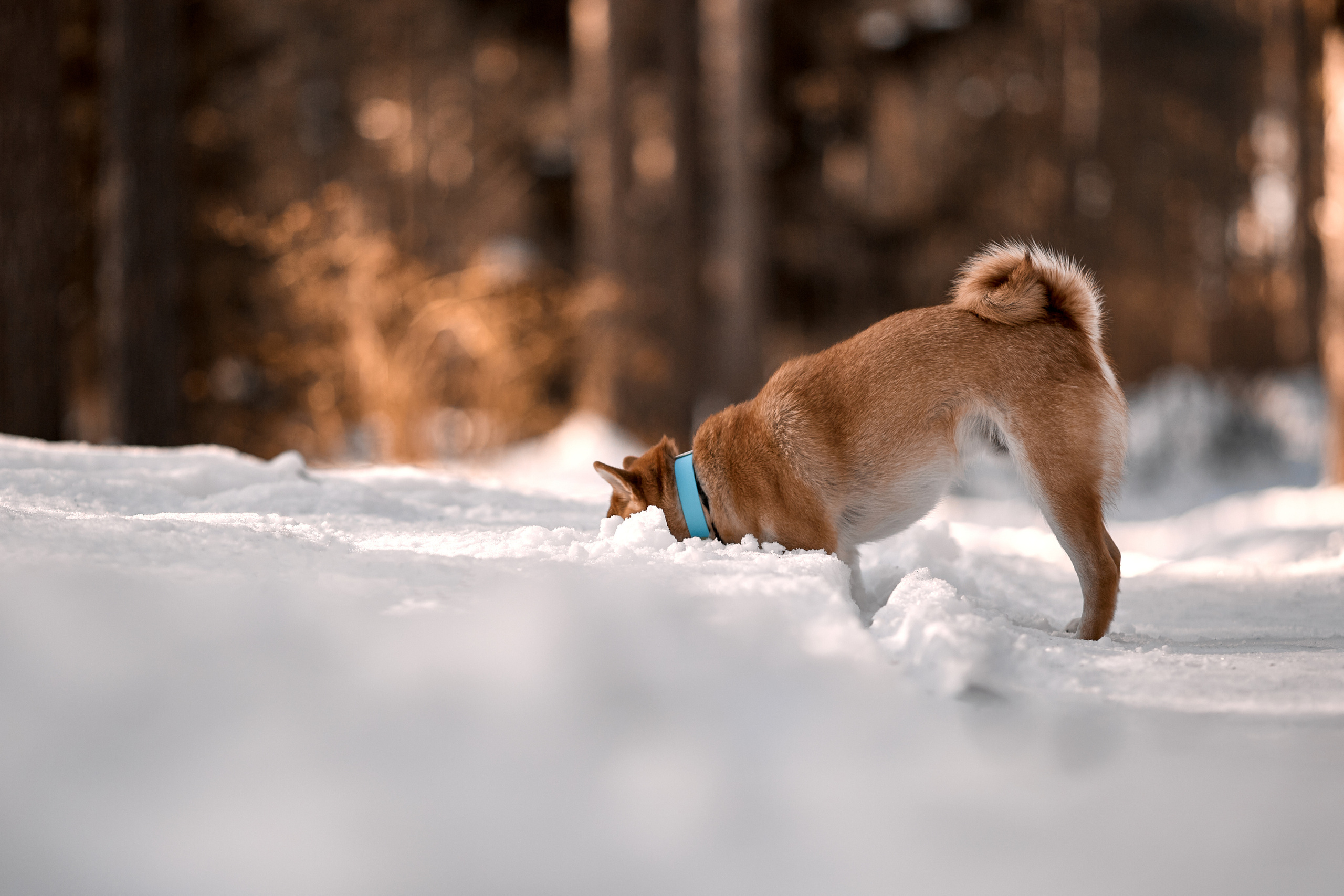 Ирина и Симба. Фотограф-анималист Мартынова Анастасия