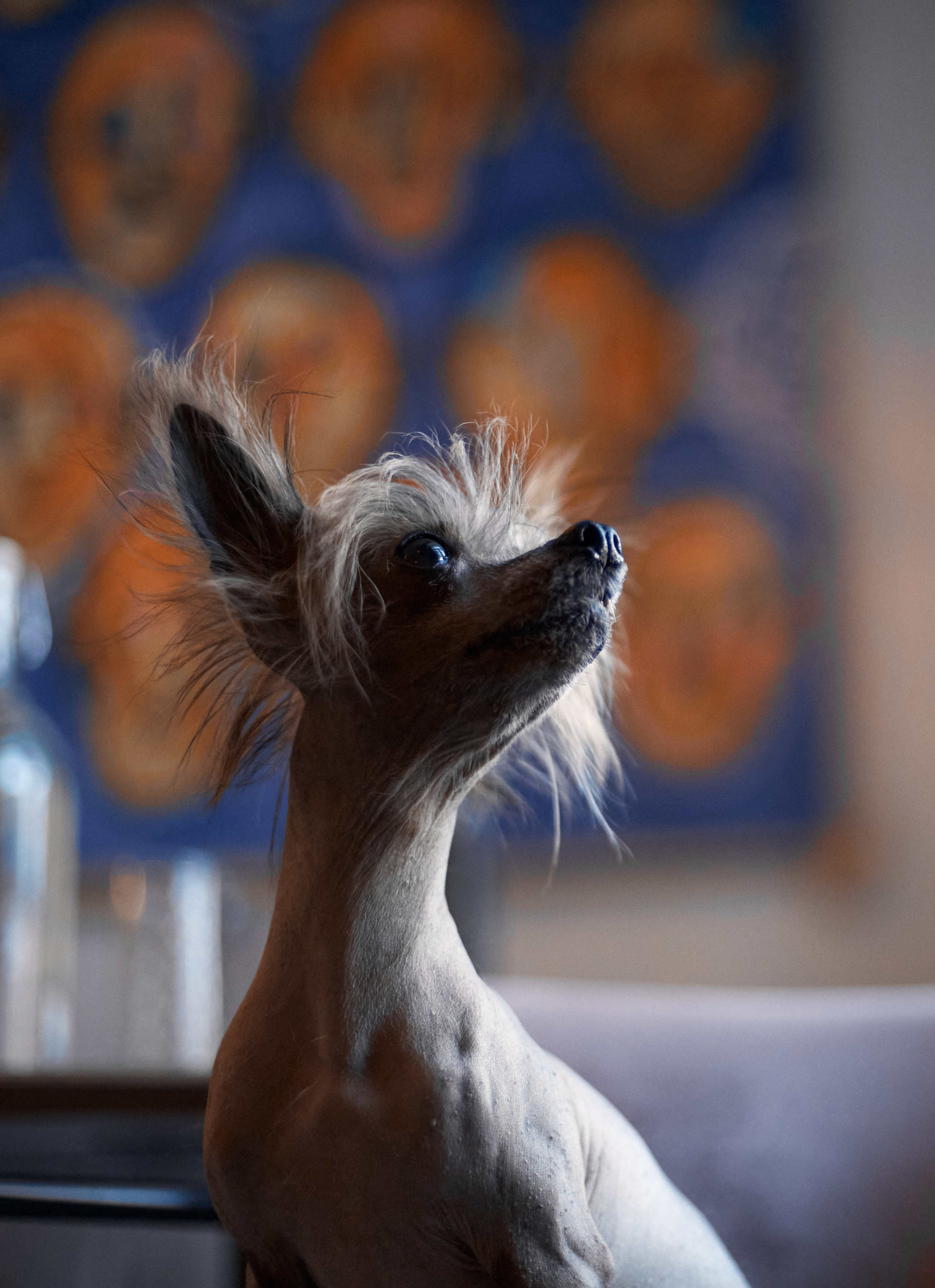 Надежда и Арчи. Фотограф-анималист Мартынова Анастасия