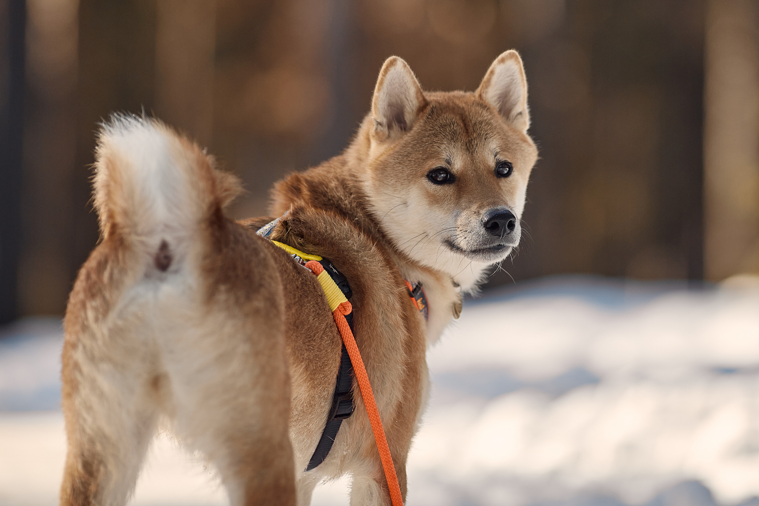 Ирина и Симба. Фотограф-анималист Мартынова Анастасия