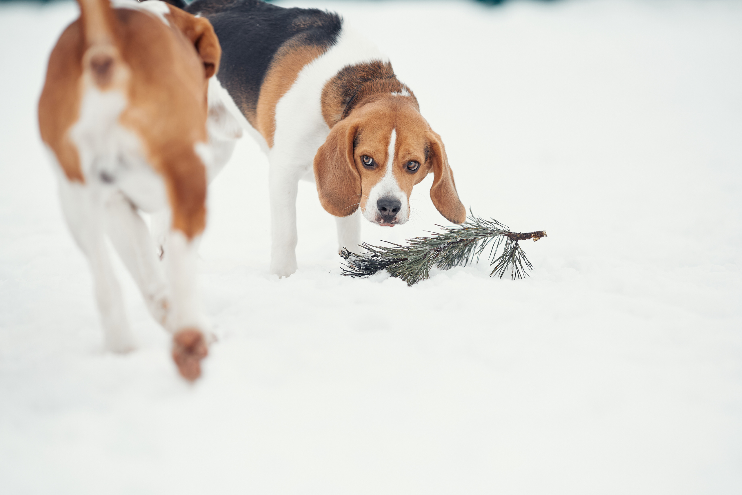 Бигледом. Фотограф-анималист Мартынова Анастасия