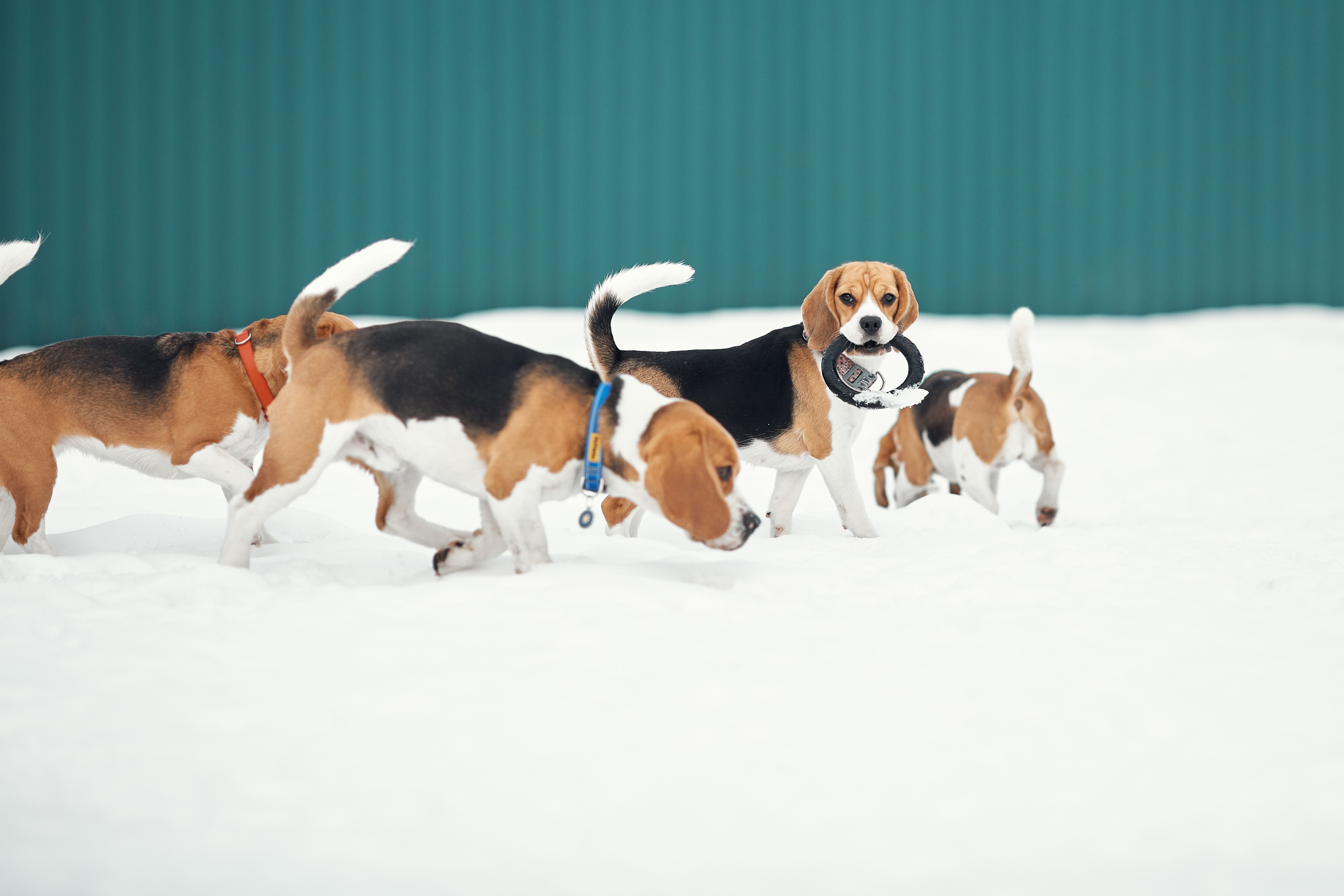 Бигледом. Фотограф-анималист Мартынова Анастасия