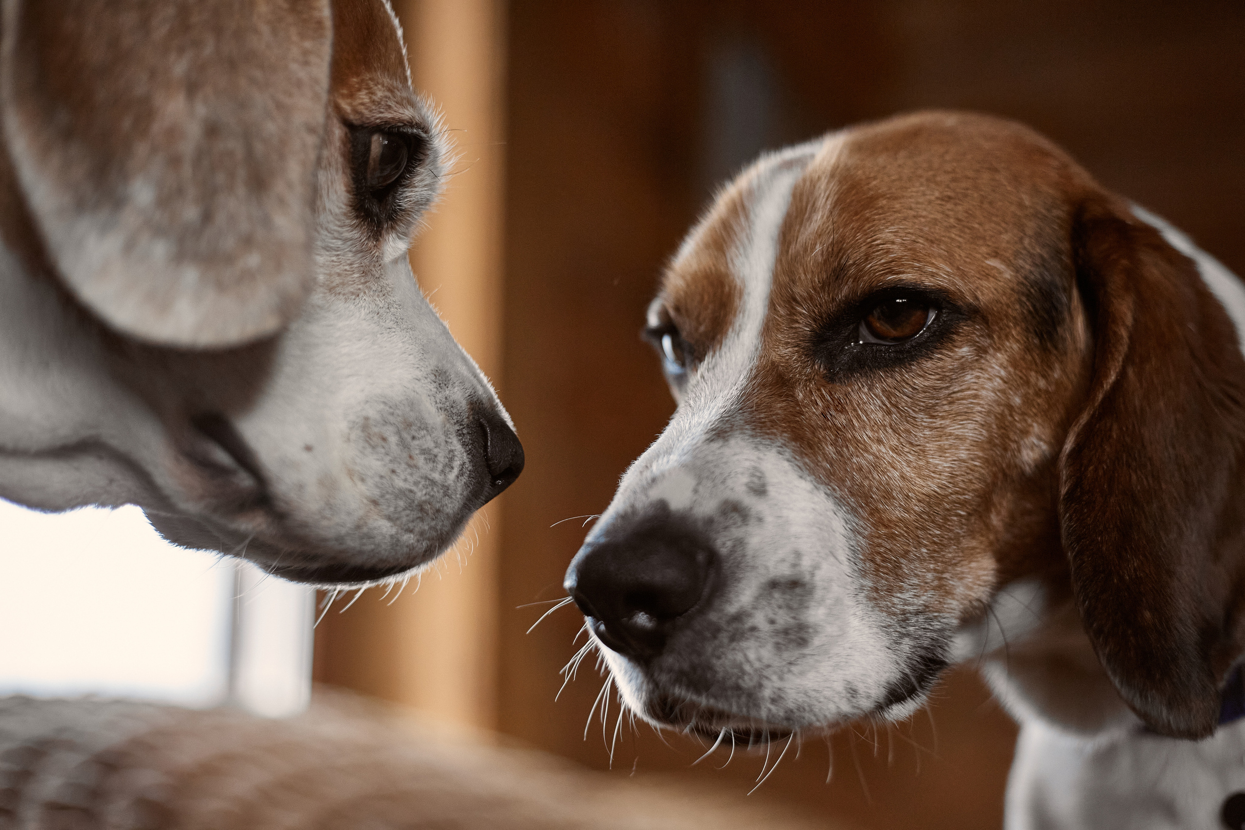 Бигледом. Фотограф-анималист Мартынова Анастасия