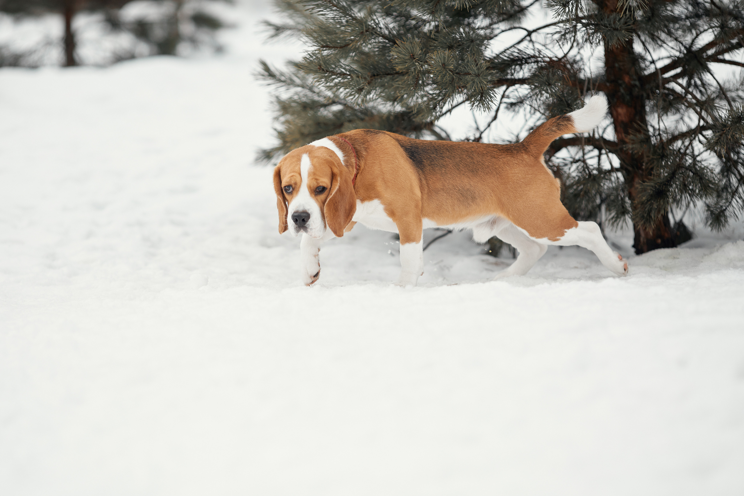 Бигледом. Фотограф-анималист Мартынова Анастасия