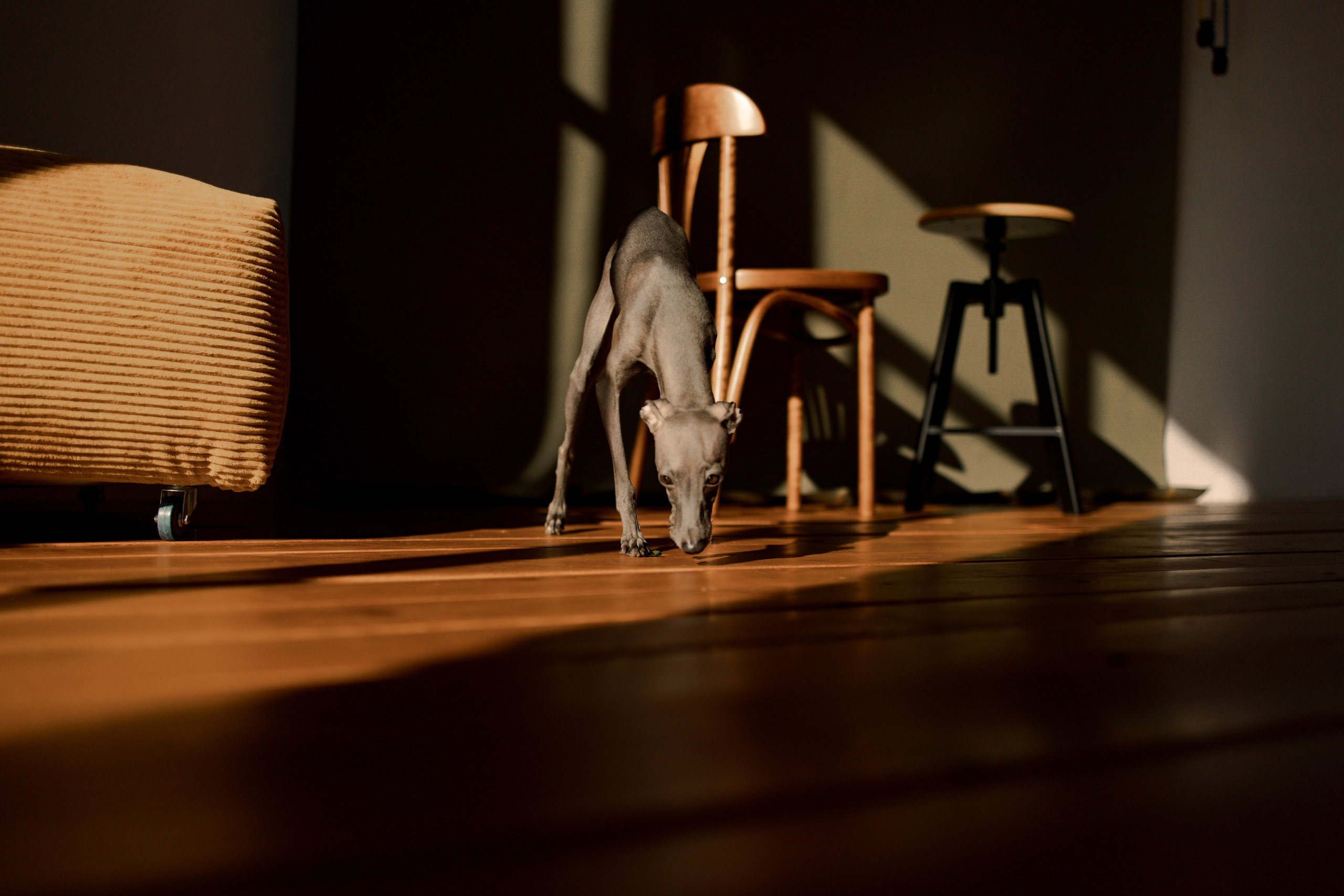 Ксюша и Луна. Фотограф — Анималист | Санкт-Петербург