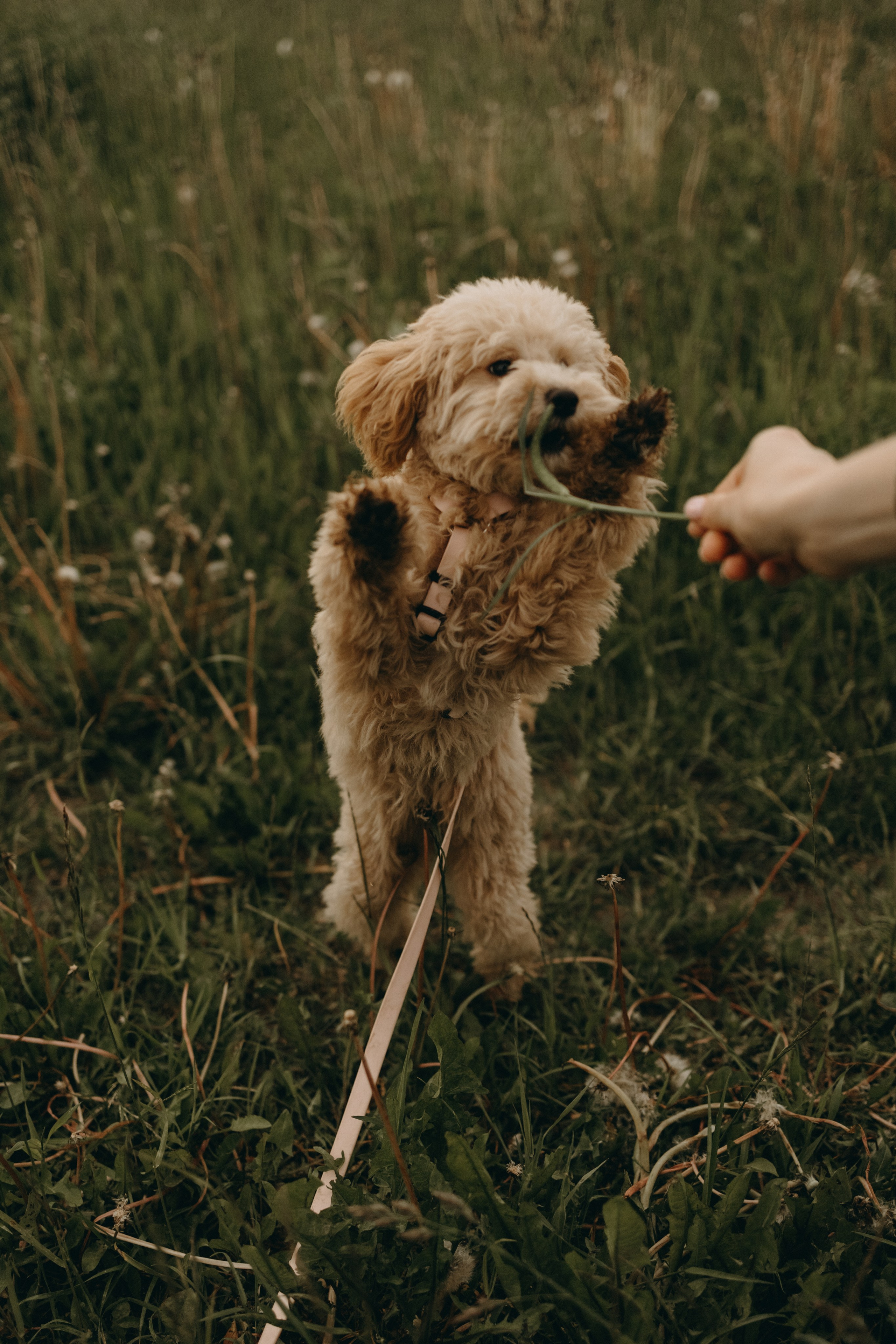 Мия и ее семья. Фотограф — Анималист | Санкт-Петербург