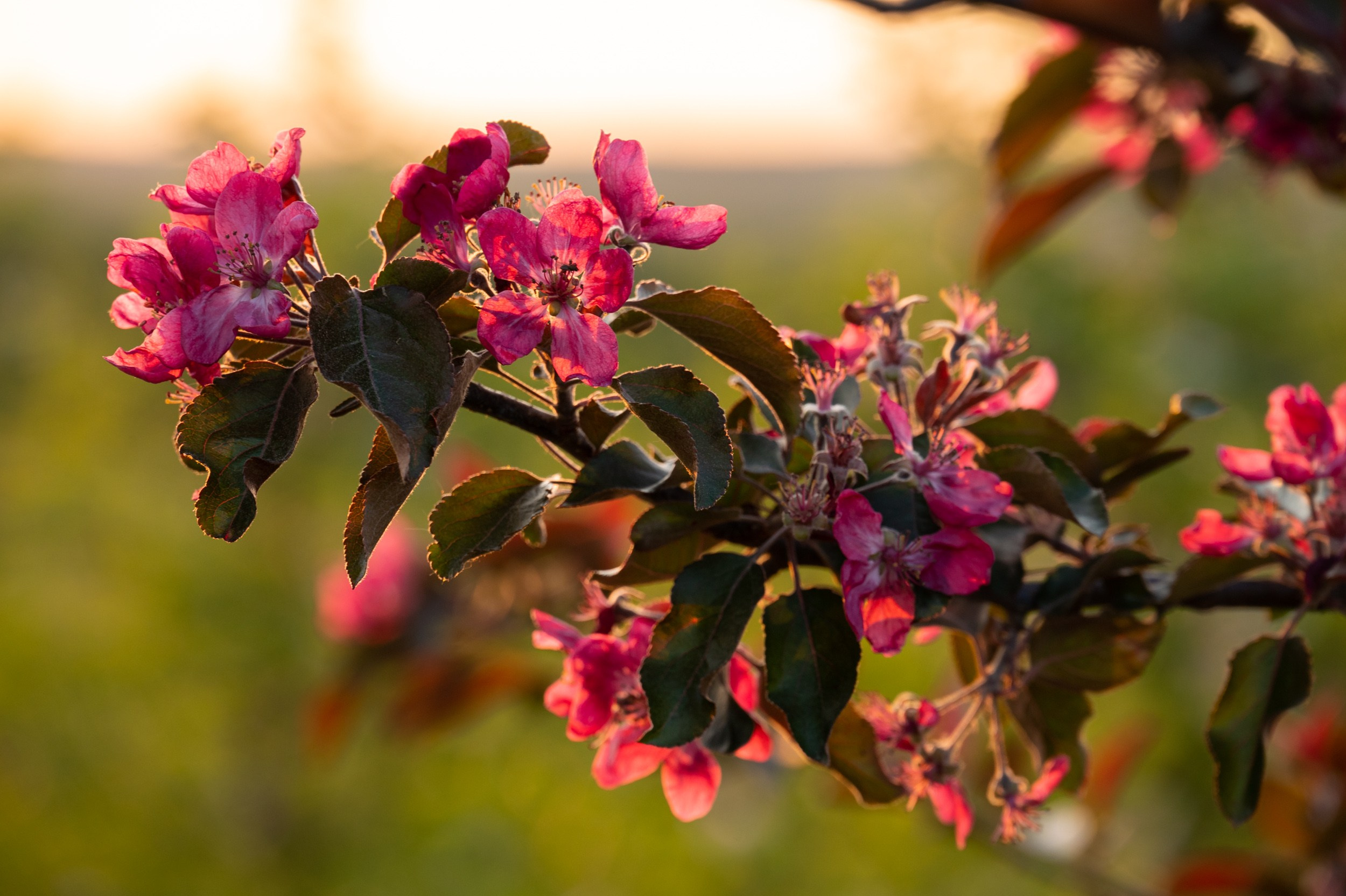 Яблоневые сады, Крапивна. Фотограф и видеооператор в Туле | Даниил Рыбак