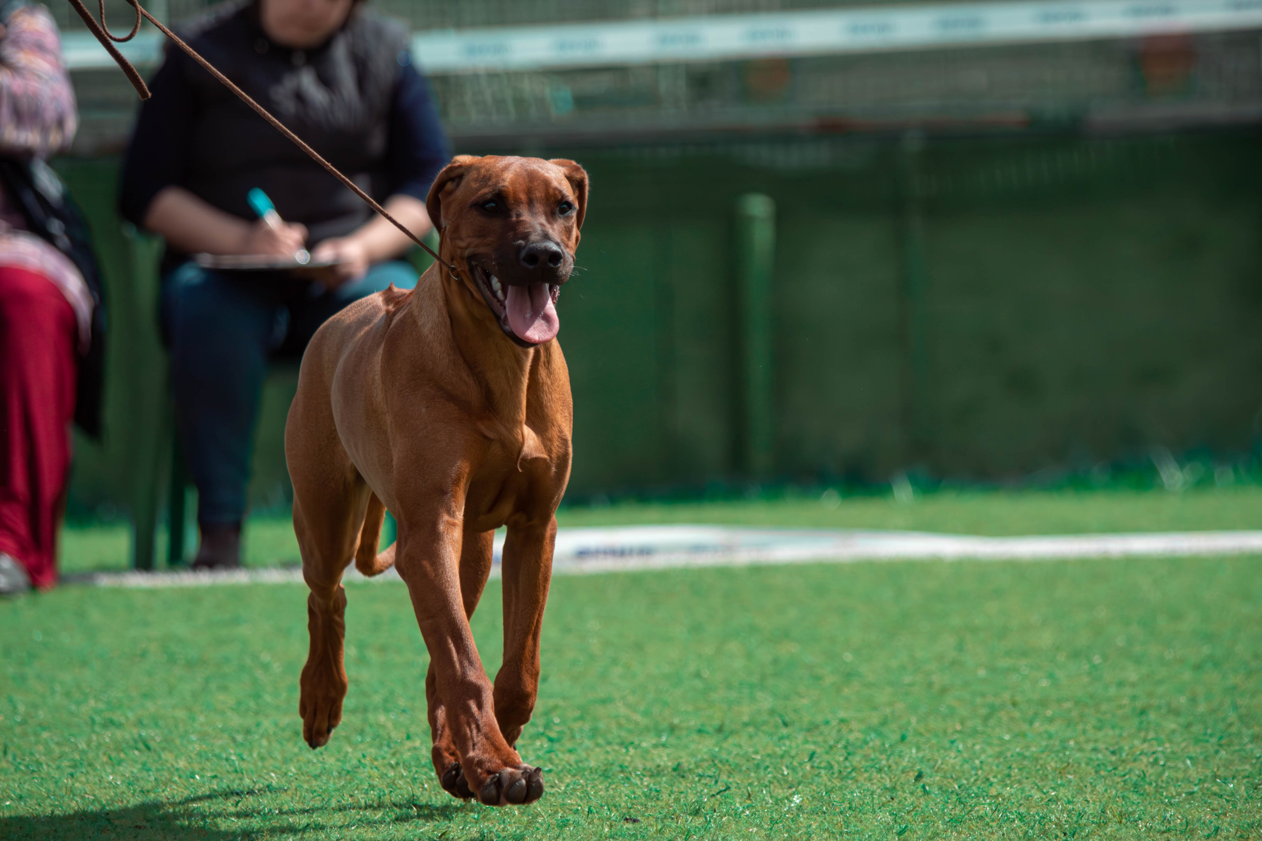 Репортажная съёмка выставки собак Тула 