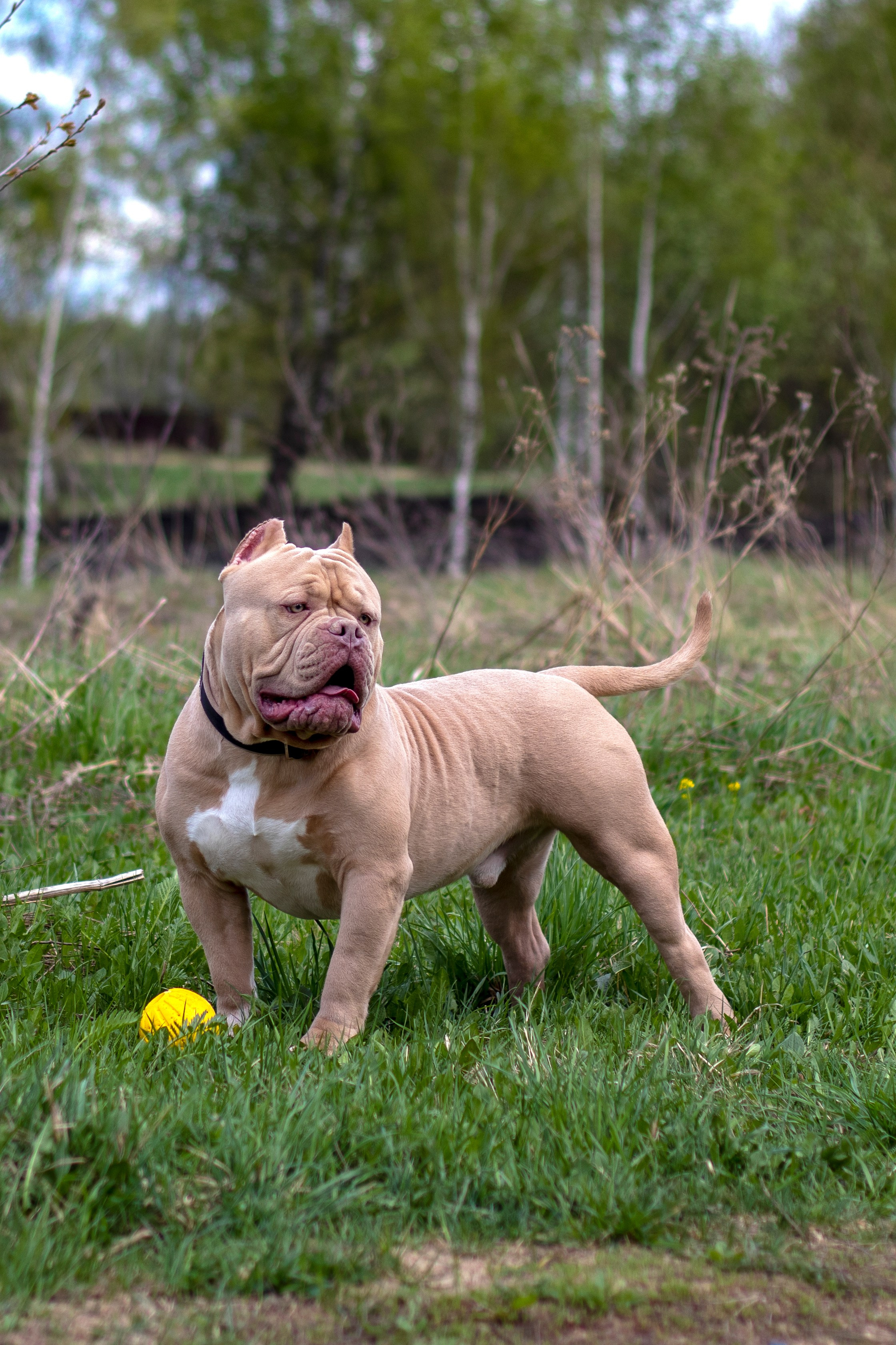 Собаки. Фотограф в Вязьме