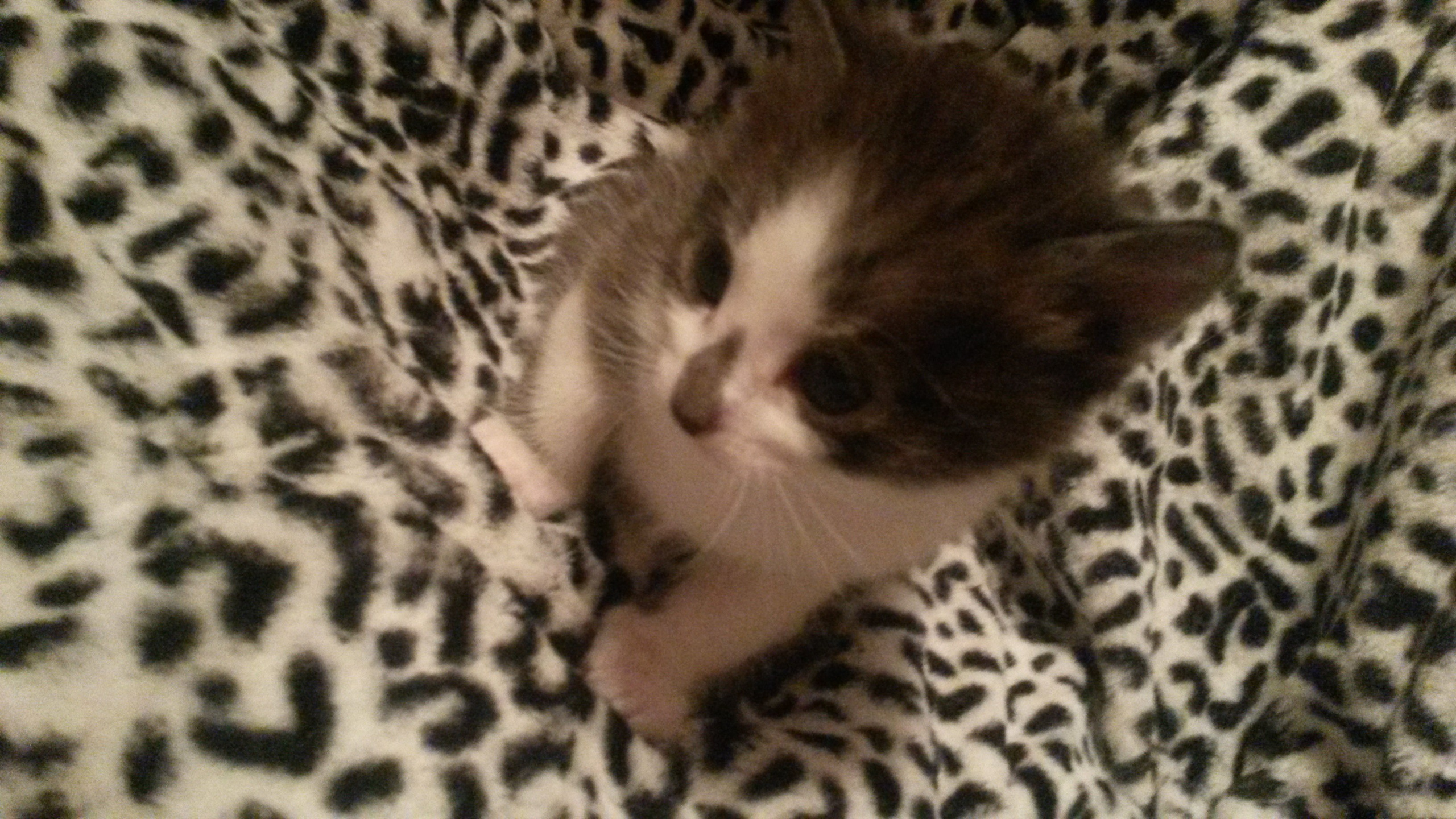 Сентябрь (Школа, Котята у Нюши). Семейный, Свадебный фотограф СПБ Питер— Романова Екатерина