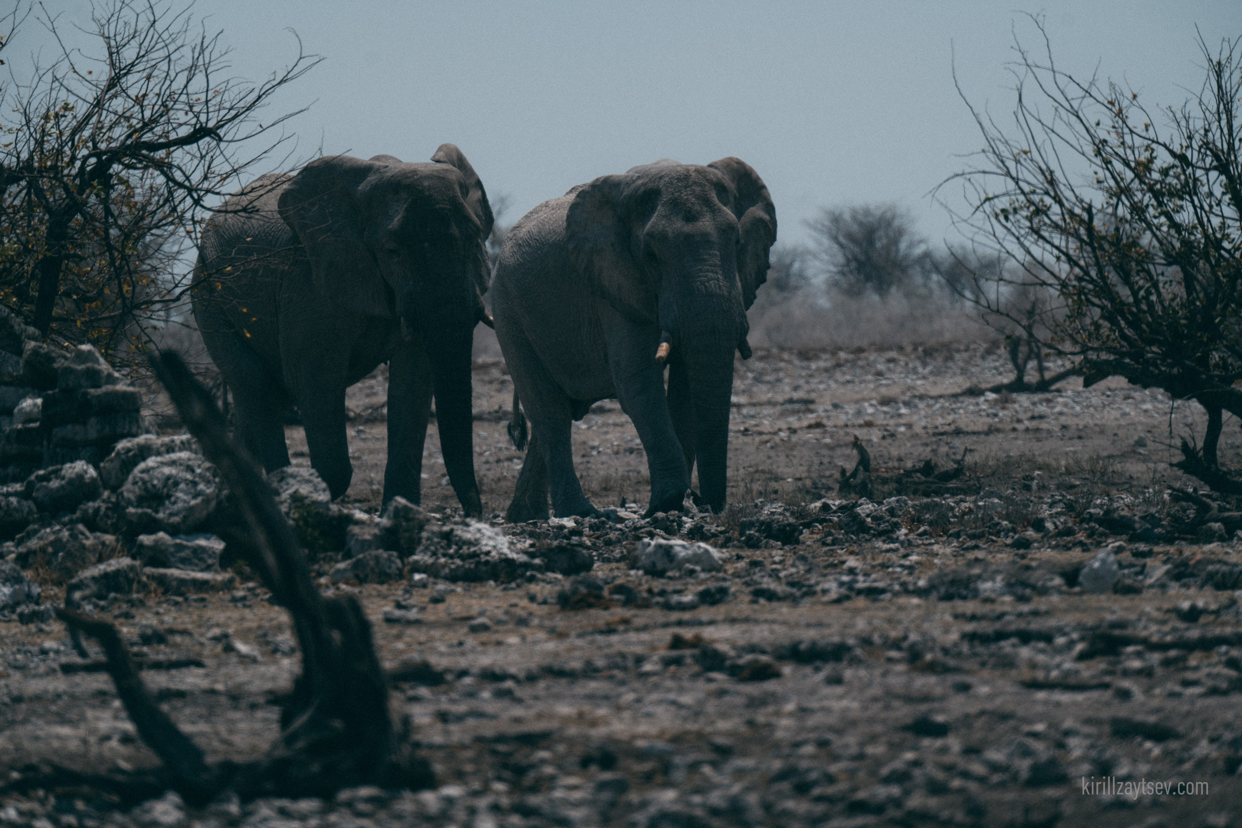 Жизнь. Профессиональный фотограф Кирилл Зайцев