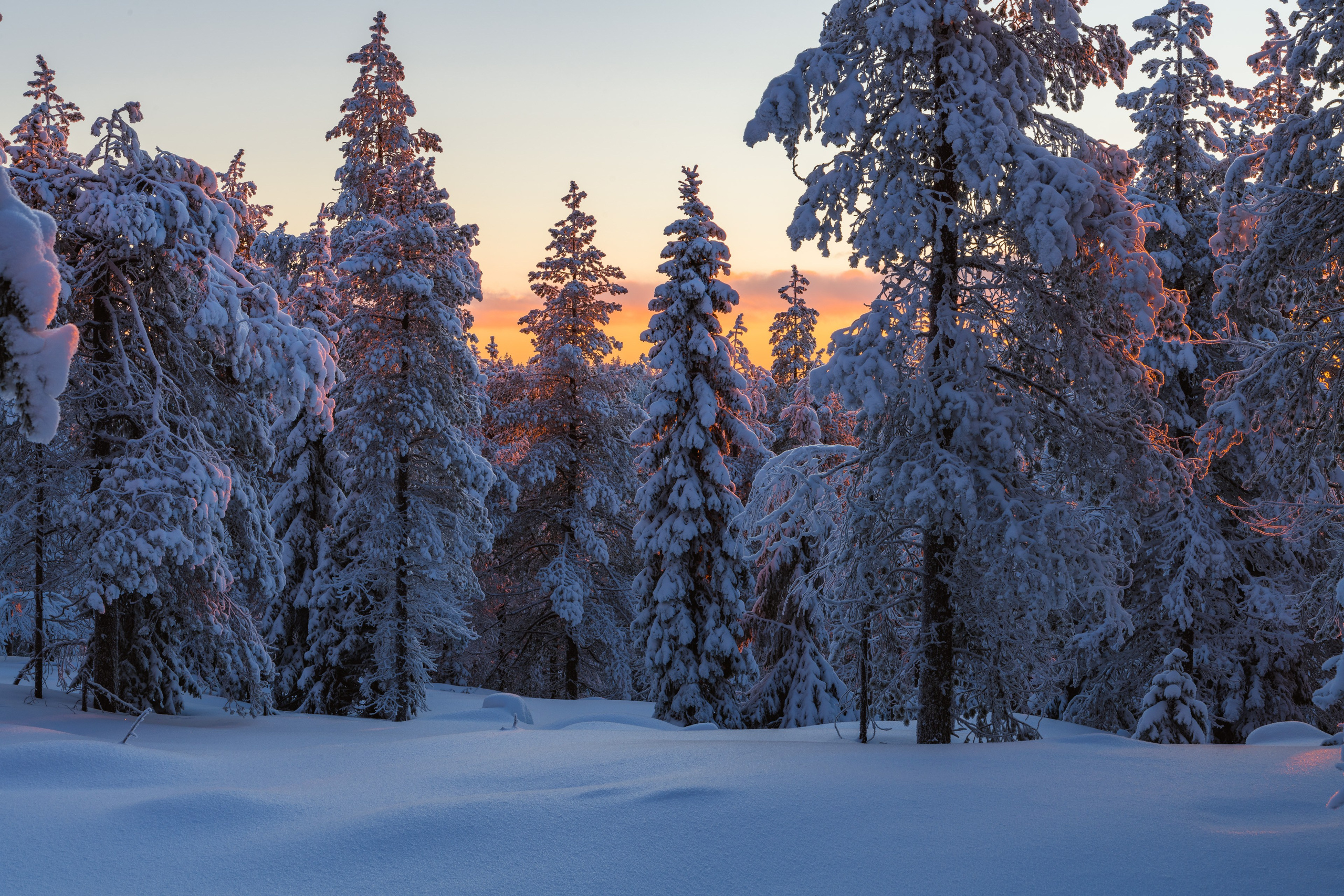 Северные Ночи
