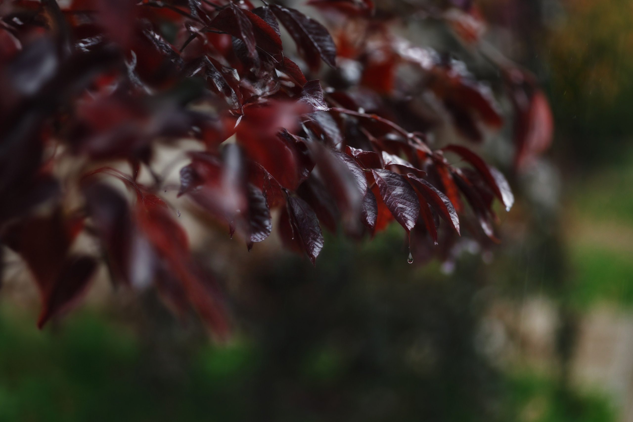 Проект «366»|2024|Фото каждый день. LENA GRACE photographer ||ЛЕНА ГРЭЙС фотограф