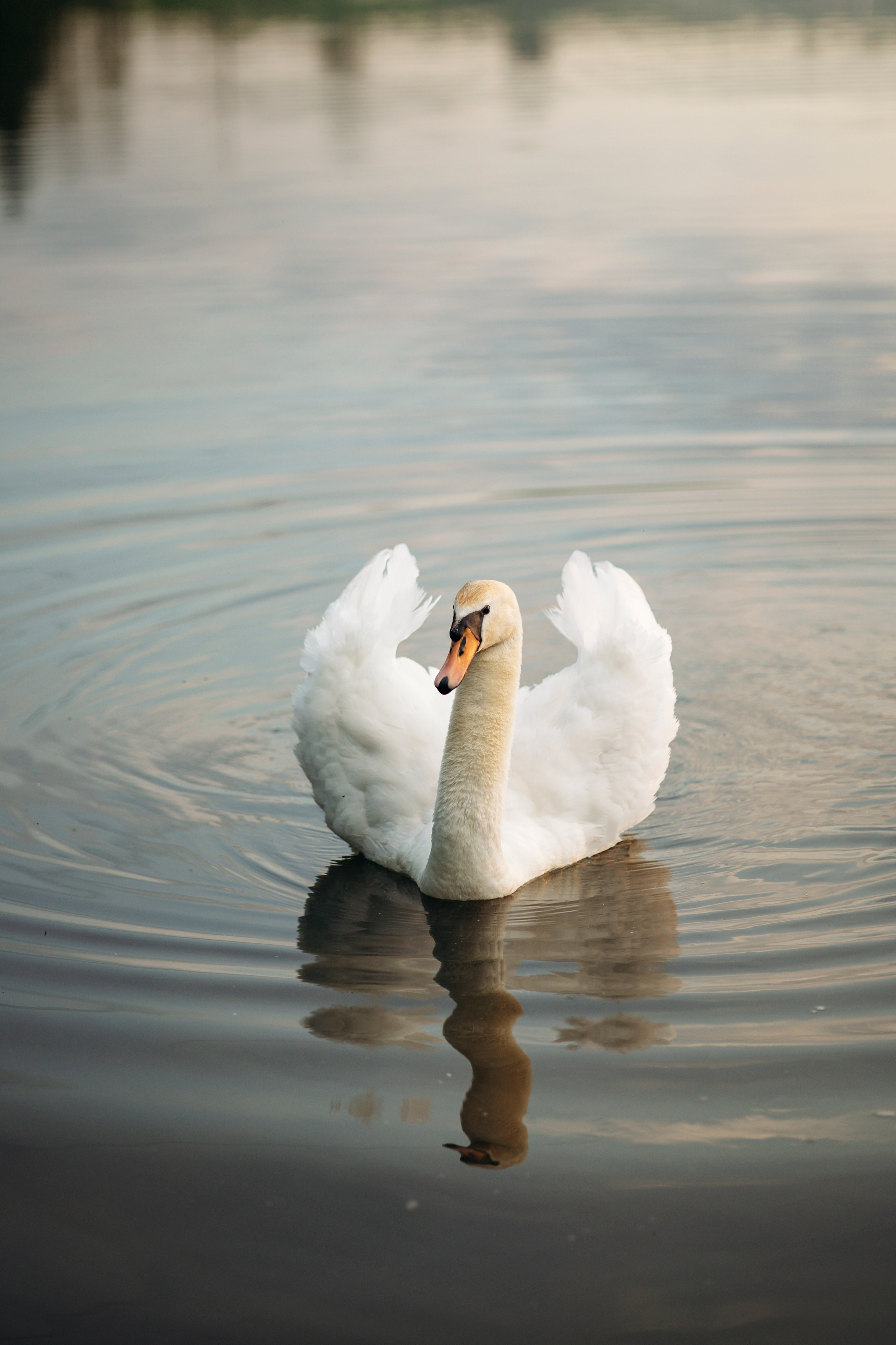 Шани и ее семья. Фотограф — Анималист | Санкт-Петербург