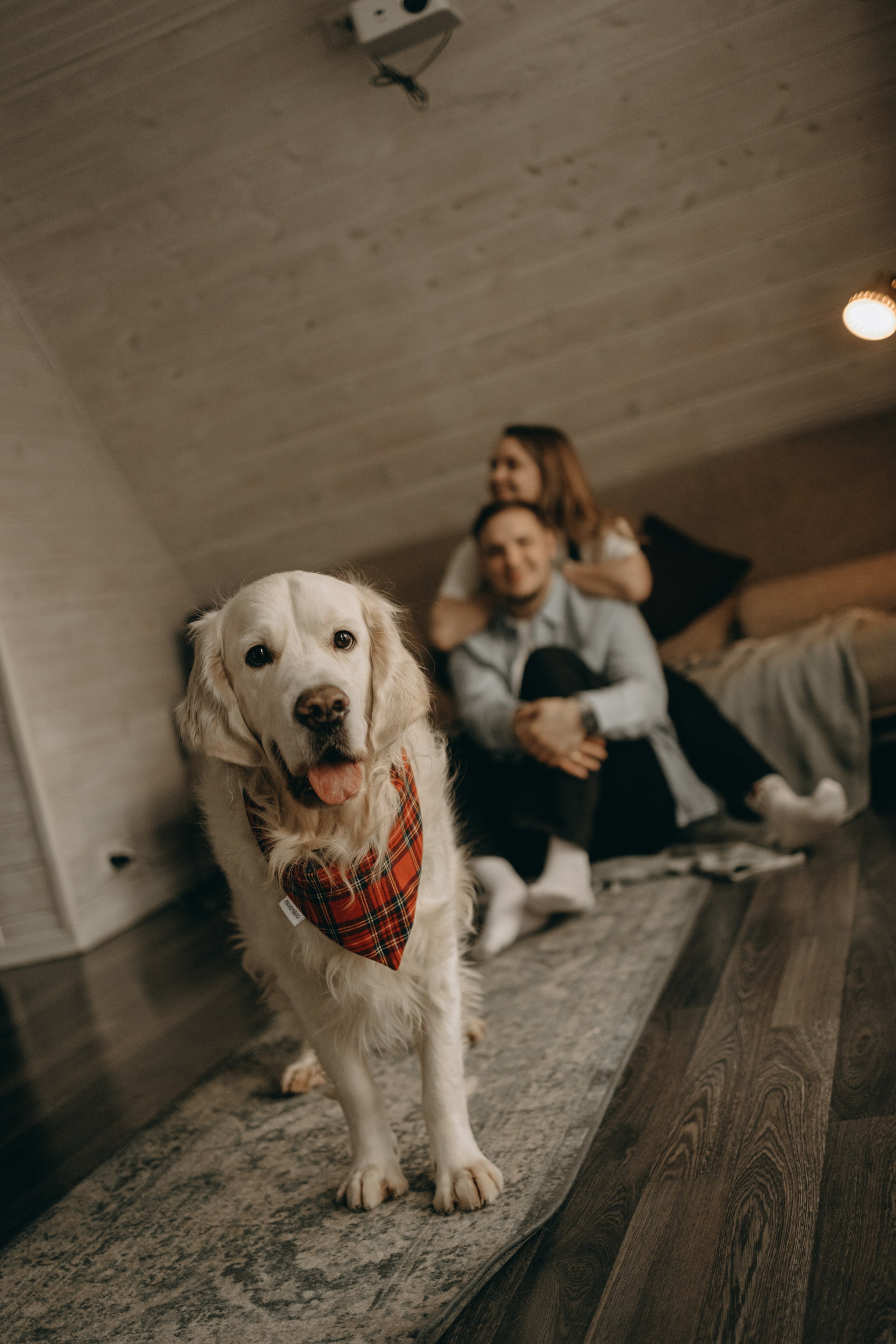 Пресеты. Фотограф — Анималист | Санкт-Петербург