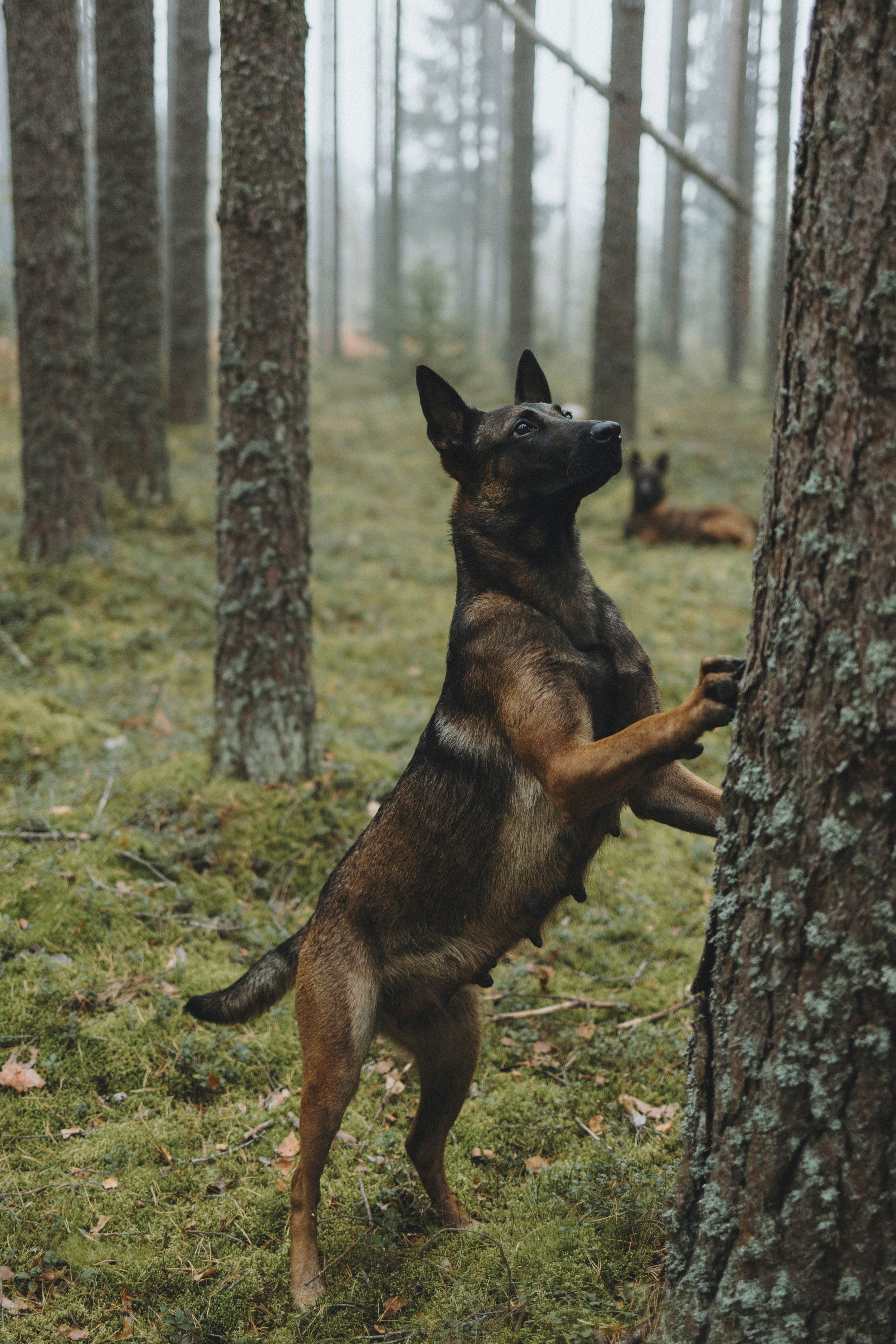 Рики и Цедра. Фотограф-анималист Анна Маринич