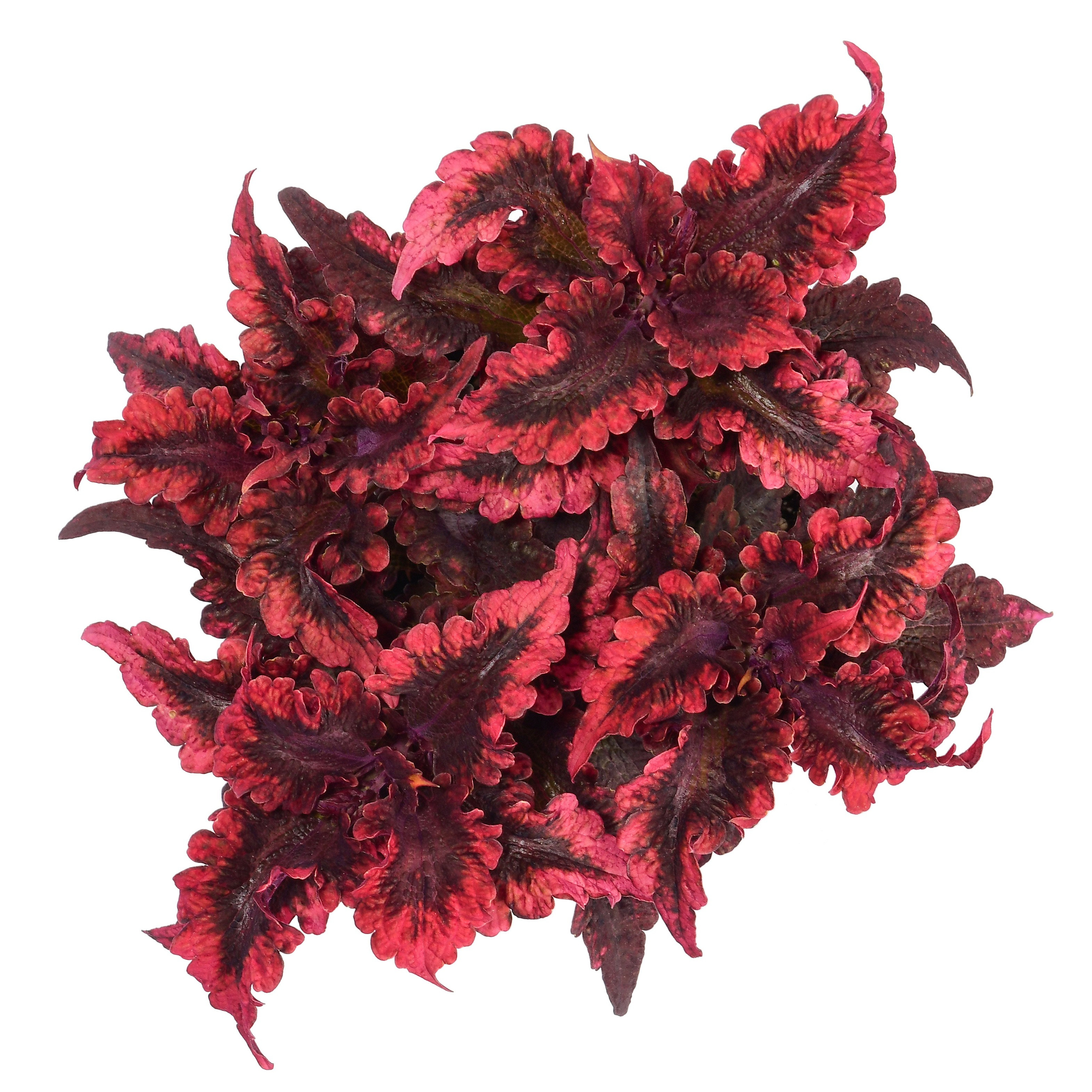 колеус вид сверху