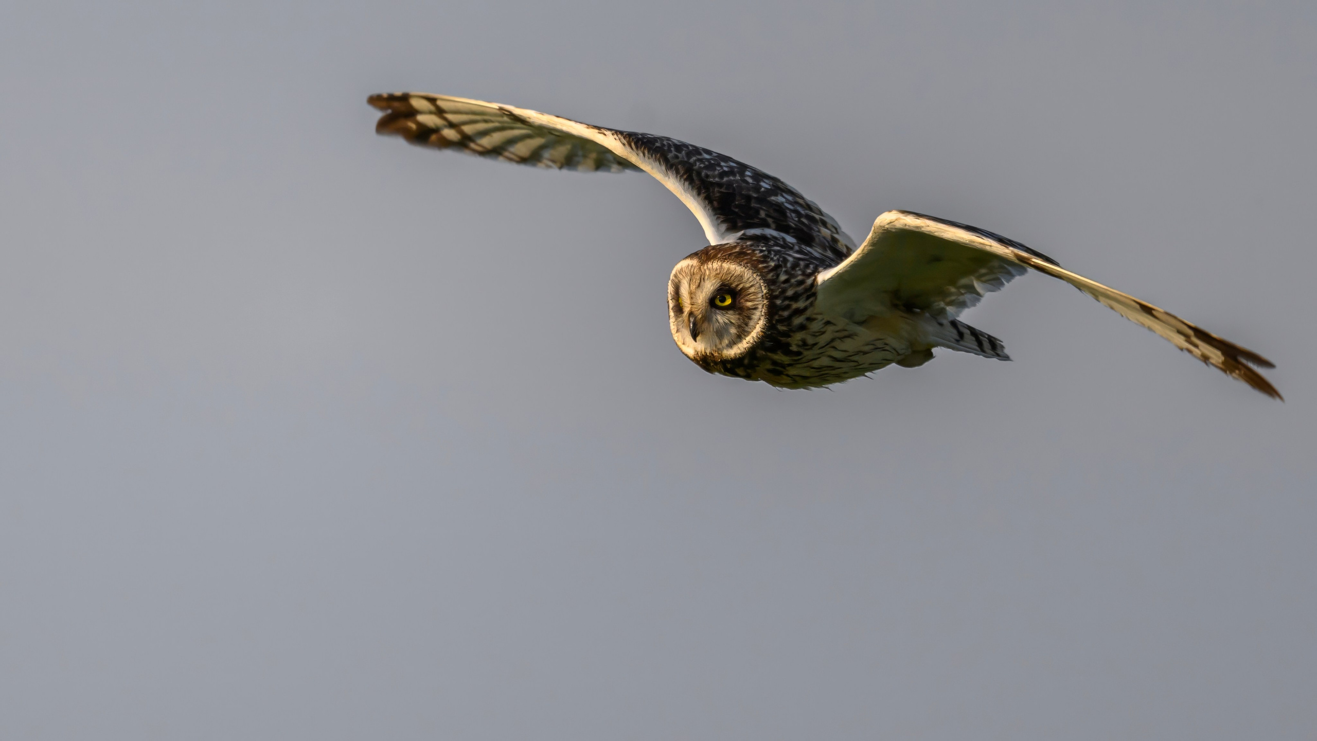 Совы на рассвете. Фотограф Сергей Пупонин