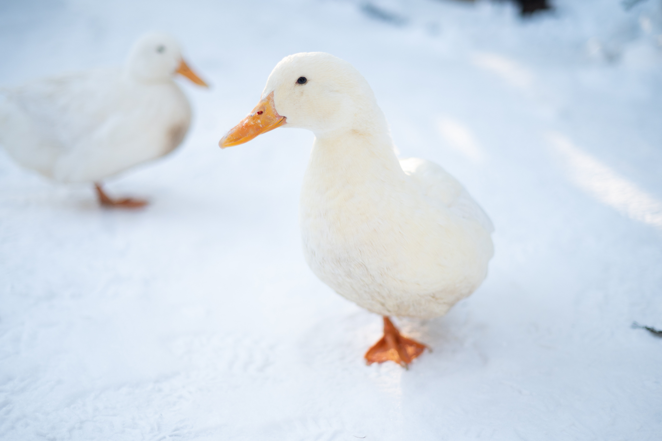 Green Dacha. Олеся. Фотограф | Ирина Гамзинова | Москва