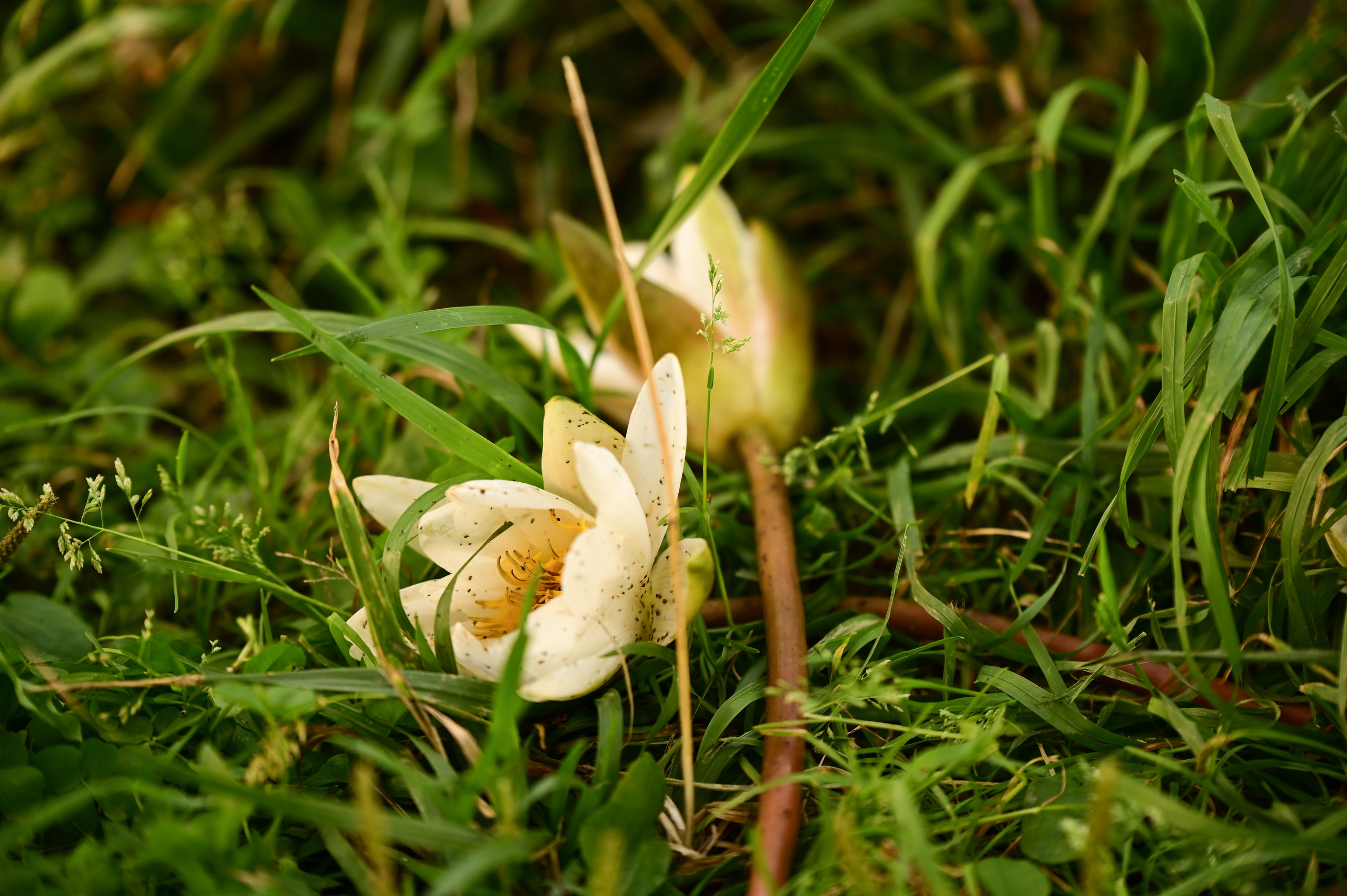 Сырный кросс 2022. Фотограф | Ирина Гамзинова | Москва