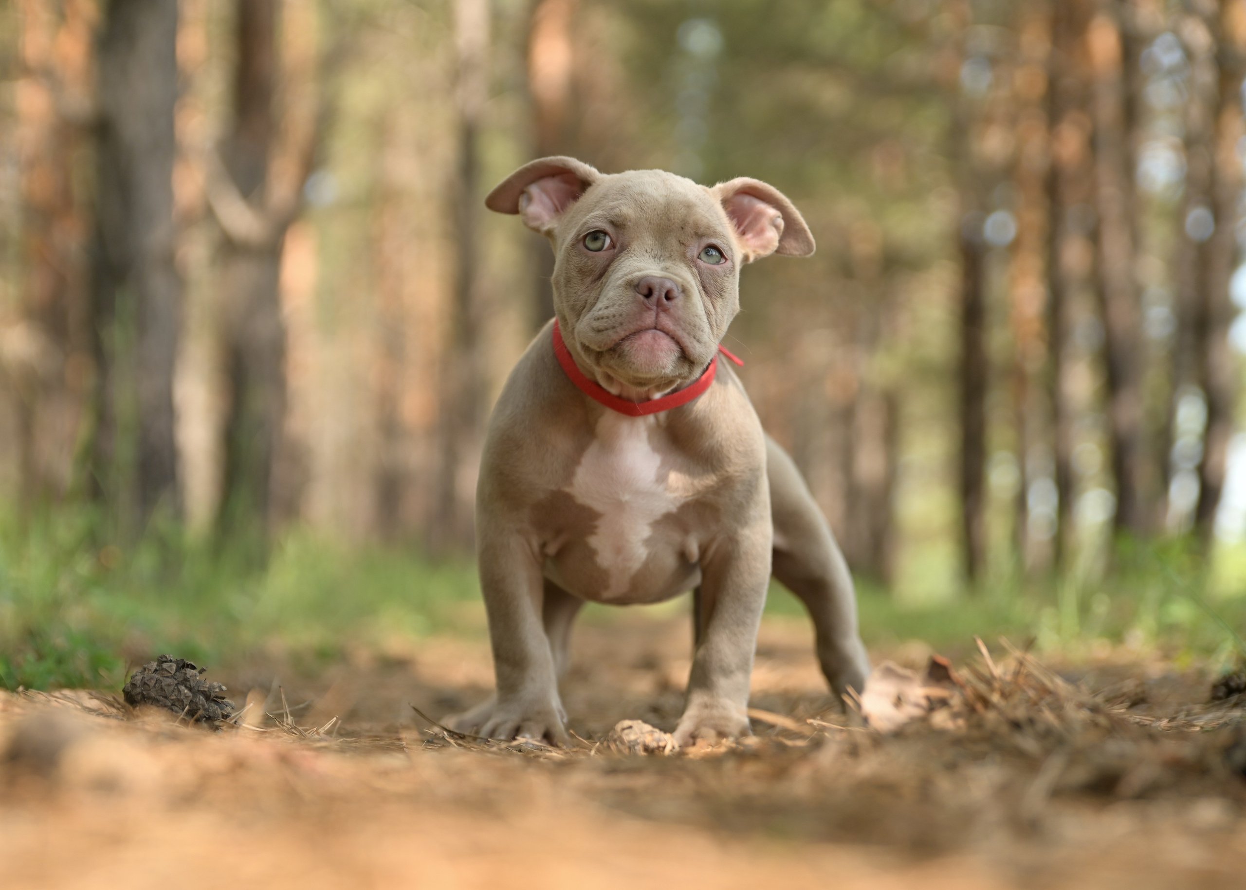 Свободные щенки Американский Булли в Иркутске. Питомник собак Иркутск