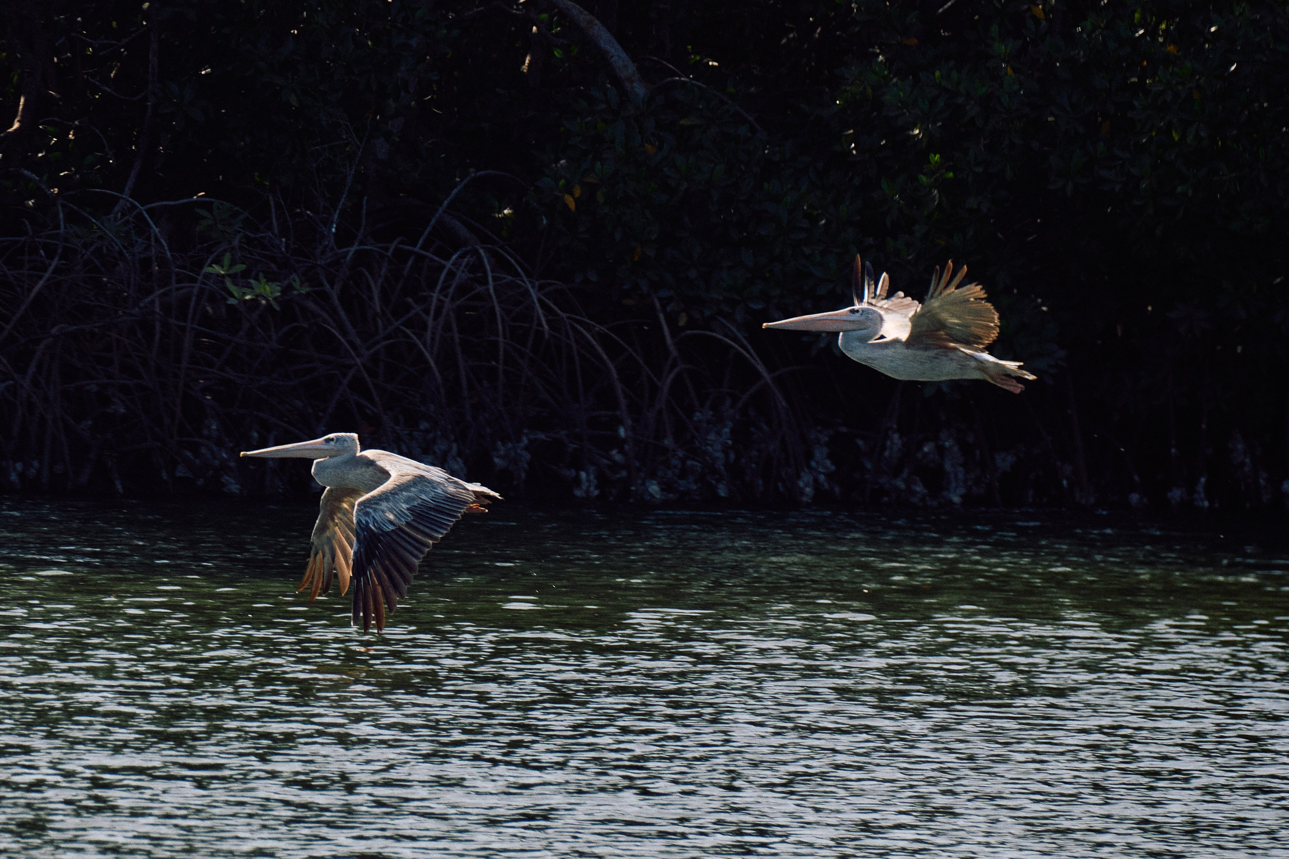 Gambia River. See the moment and catche. commercial and reportage