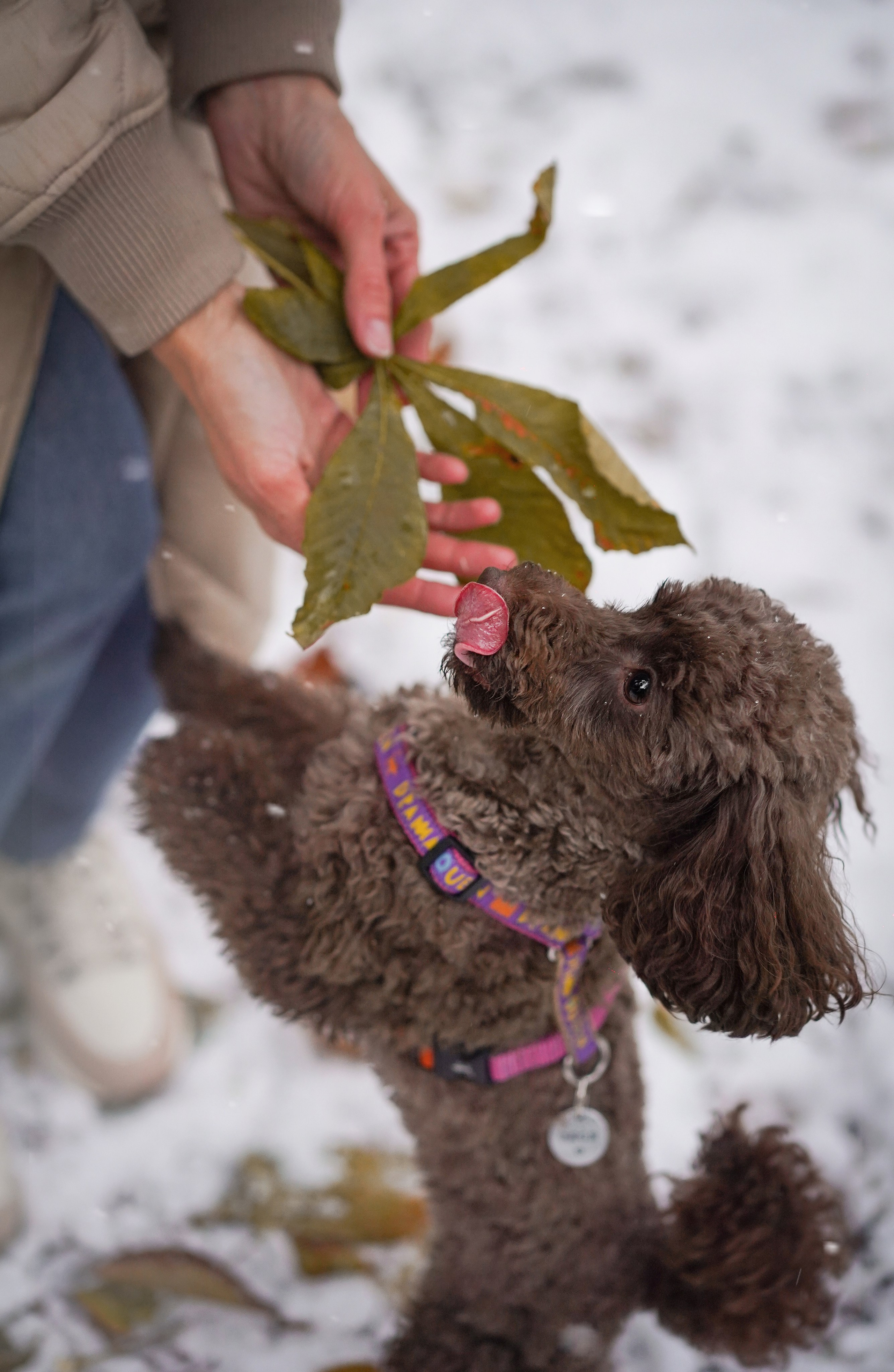 Марина Артем Мия и Хлоя. Фотограф-анималист в Санкт-Петербурге Яна Мартынова