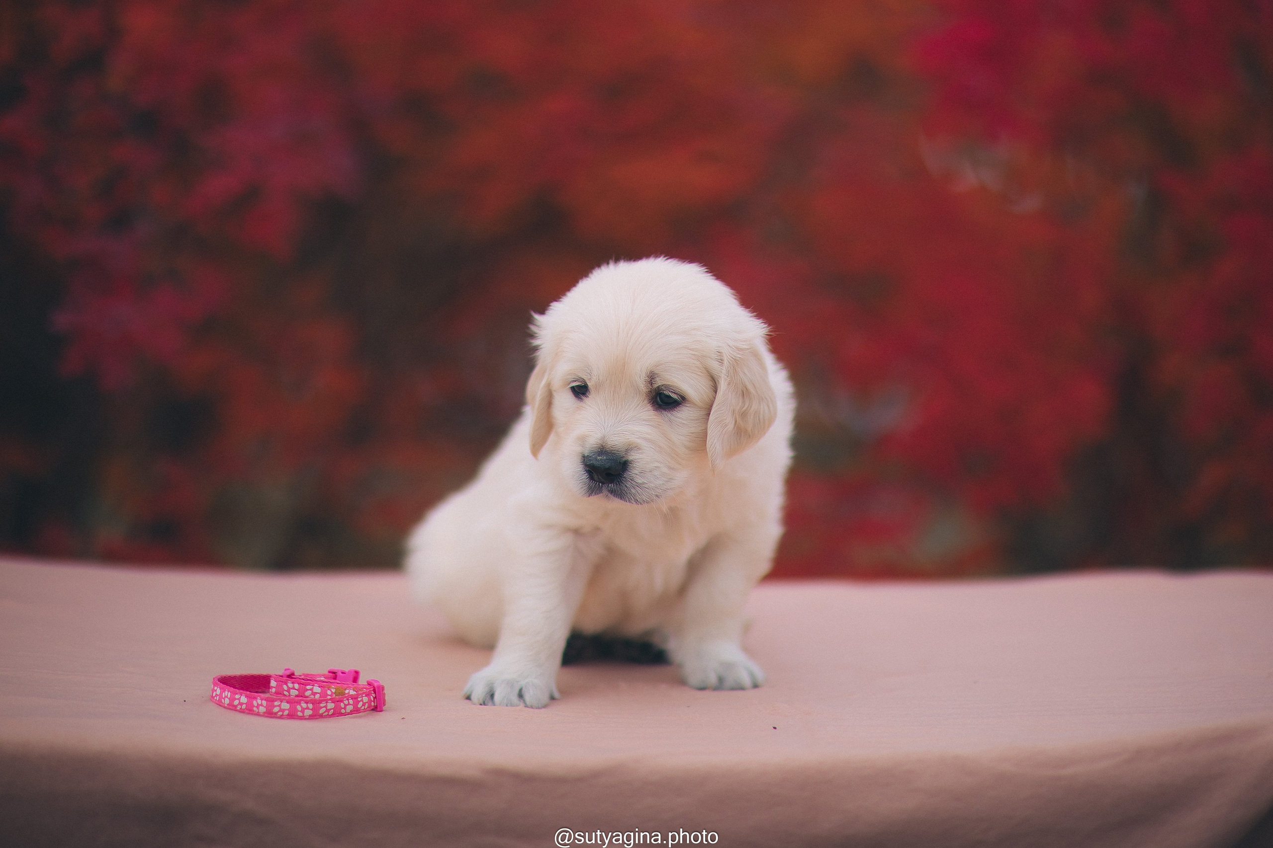 Розовый ошейник. Свадебный и женский фотограф