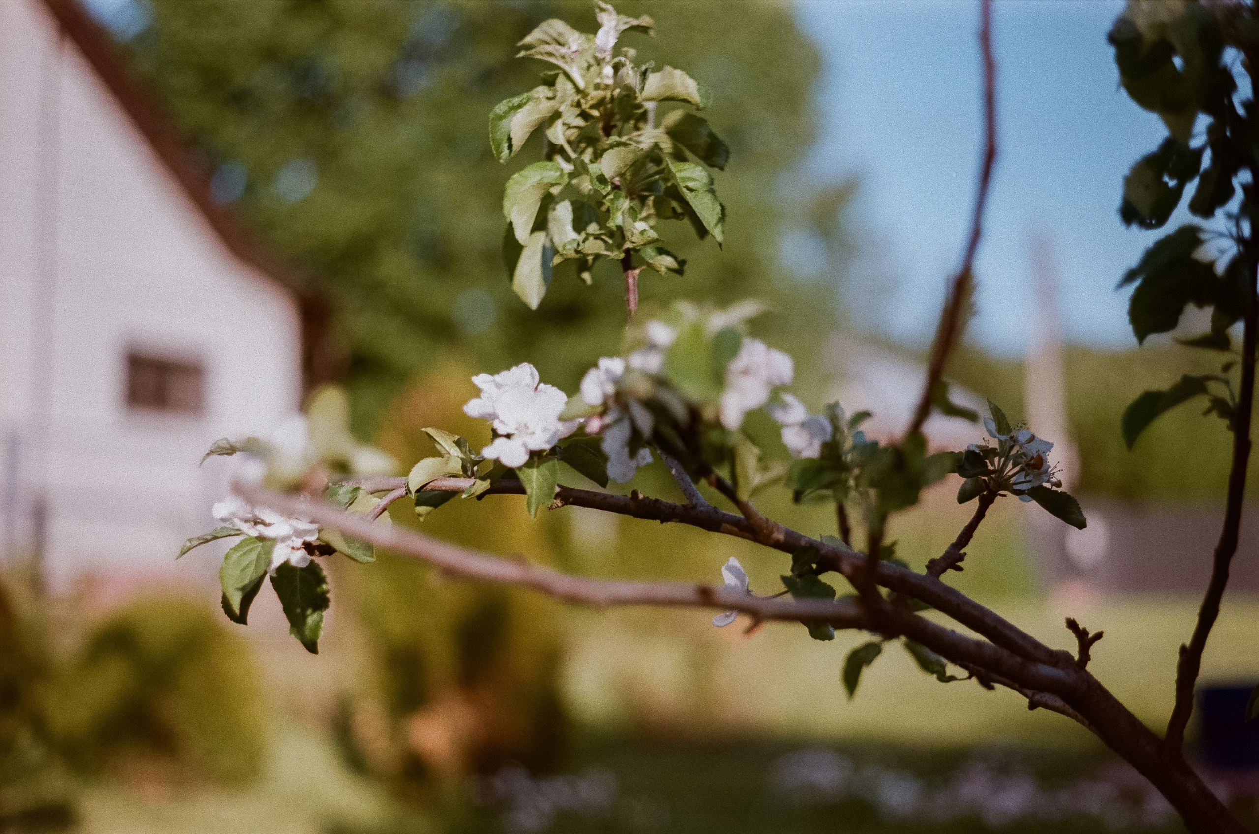 Konica IIIA / Fujicolor Superia 200 (просрочка) / Благовещенский переу