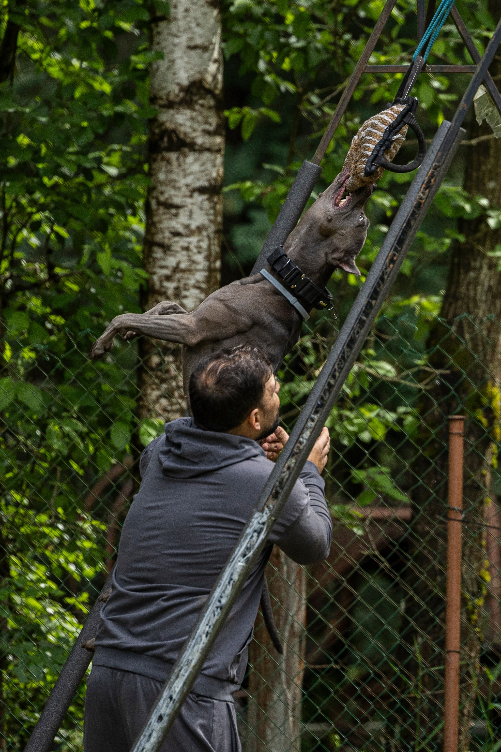 Пит-стафф многоборье. Фотограф-анималист Анна Маринич