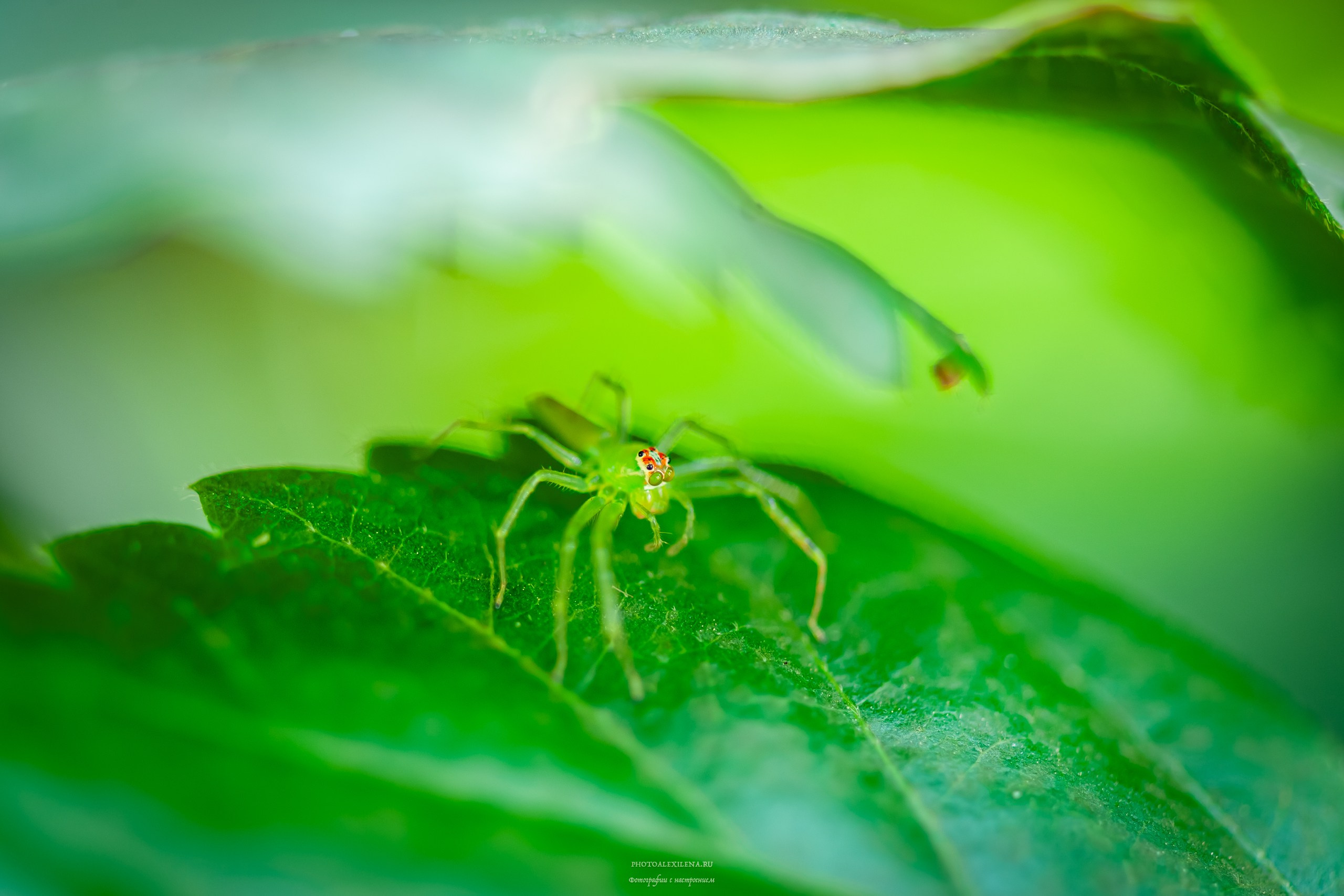 Все оттенки зелёного. Авторские стильные фотокартины