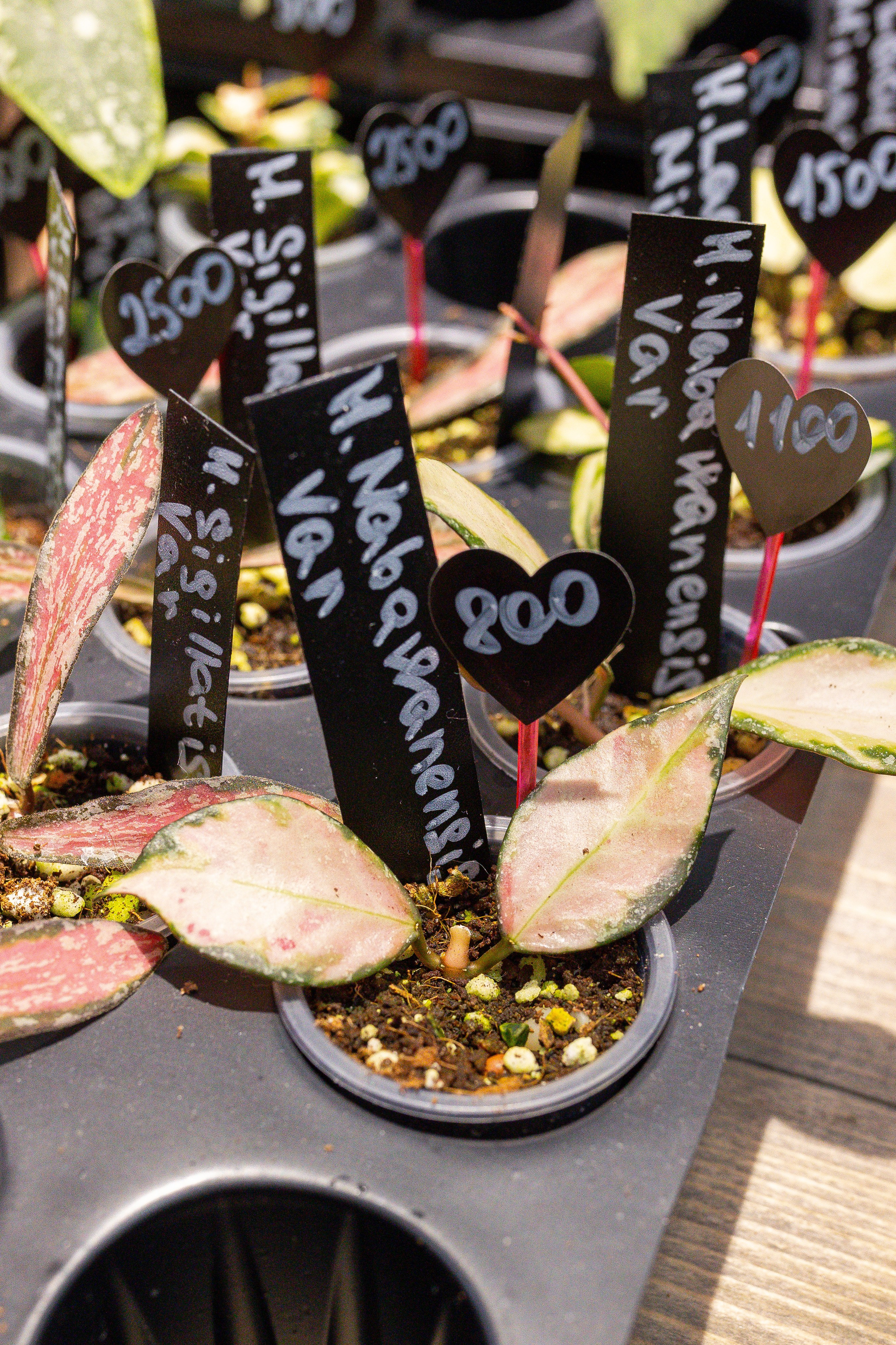 Ярмарка Green Rare 20.09.25. Александра Куликова фотограф, Москва