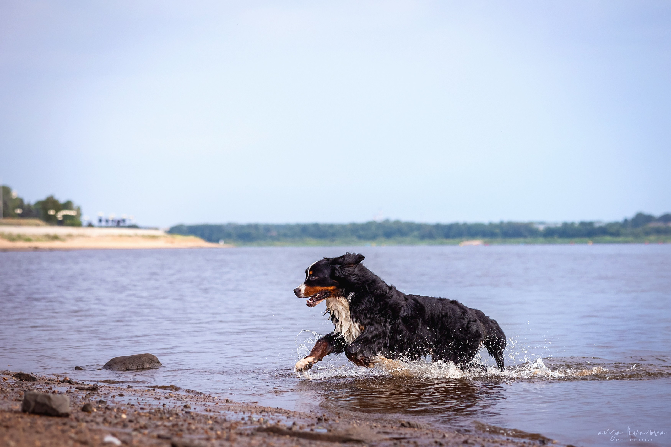 Маша и Буч. Фотограф анималист Аня Ливанова | Рыбинск
