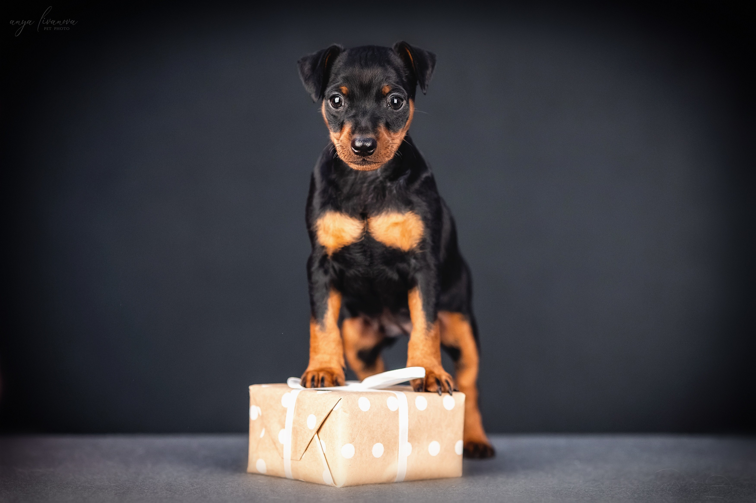 Пинчер. Фотограф анималист Аня Ливанова | Рыбинск