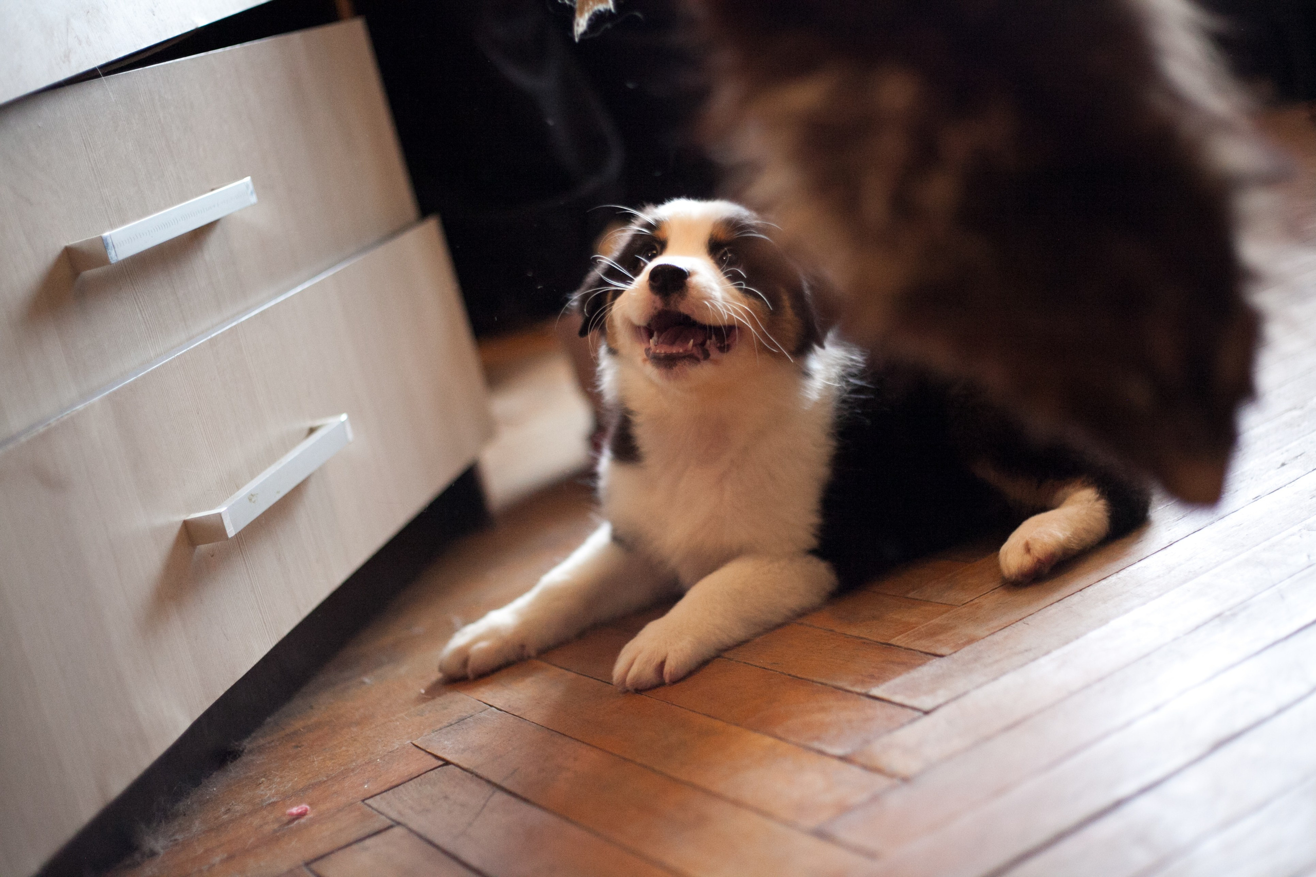 Рави. BLGKV питомник собак