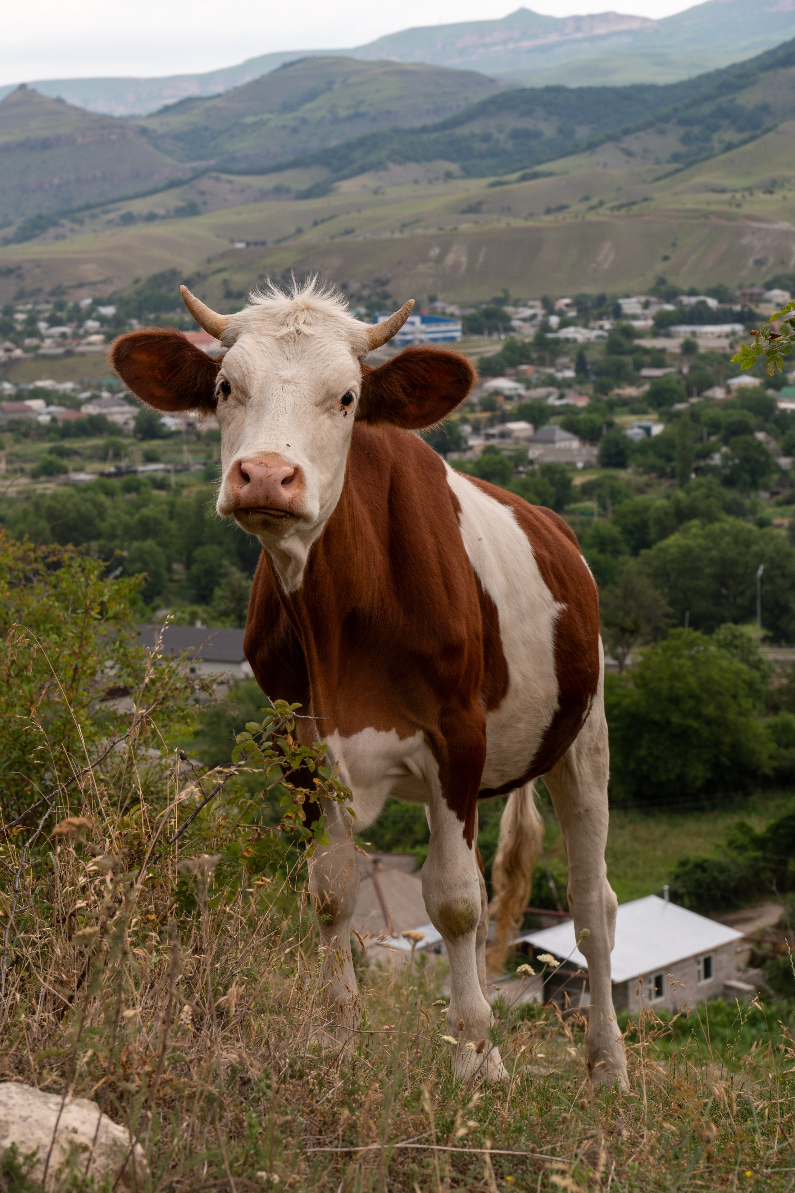 Кавказ. Daria wanderer photography