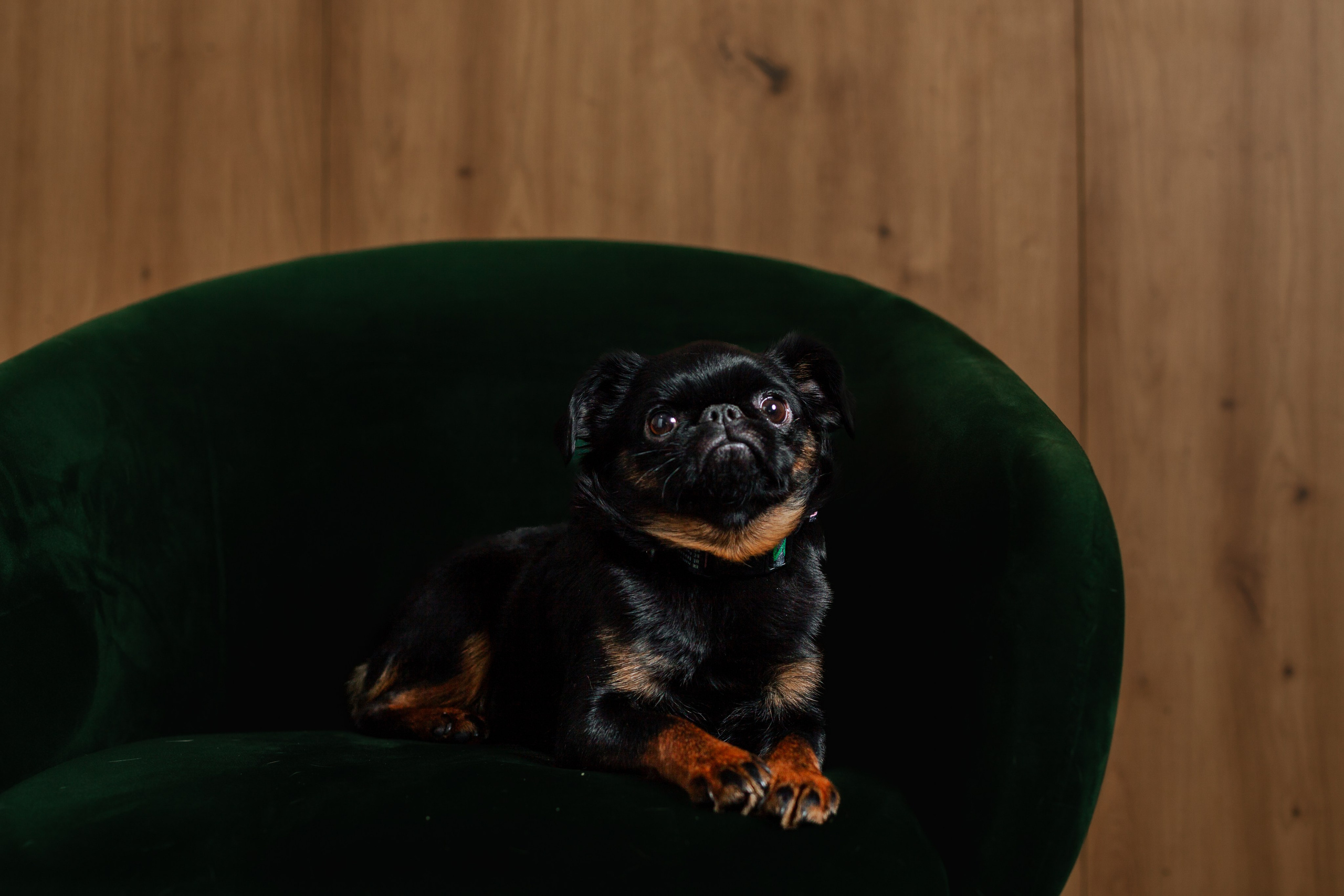 Бульвстреча 2025. Фотограф-анималист Татьяна Степанова