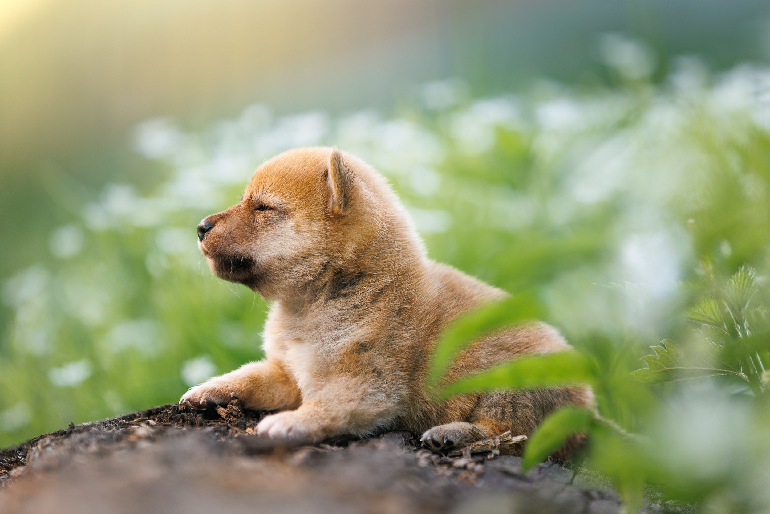 Фотограф-анималист в Москве и Московской области Татьяна Фролова
