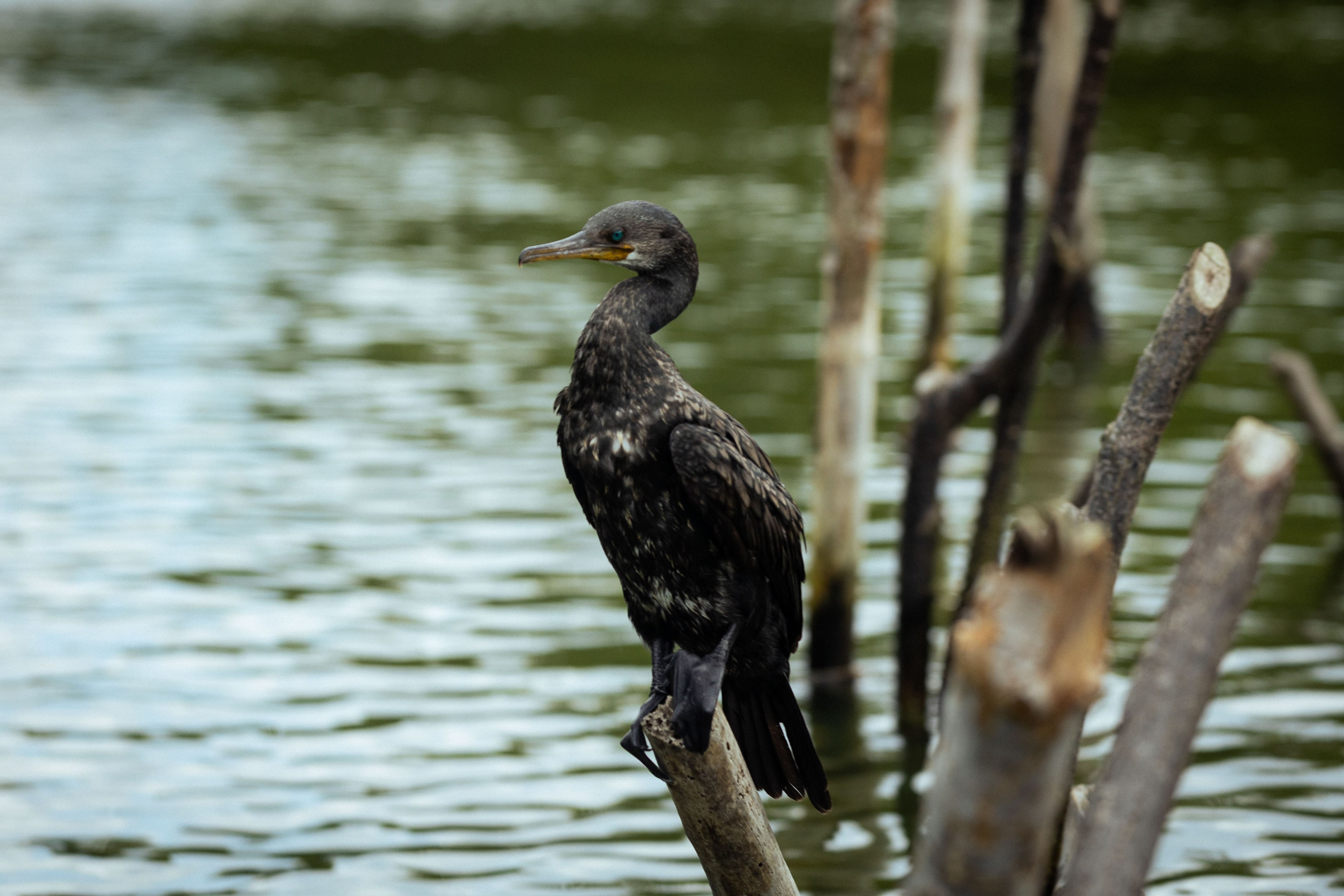 Шри-Ланка (весна 2024). Фотограф Виноградов Константин
