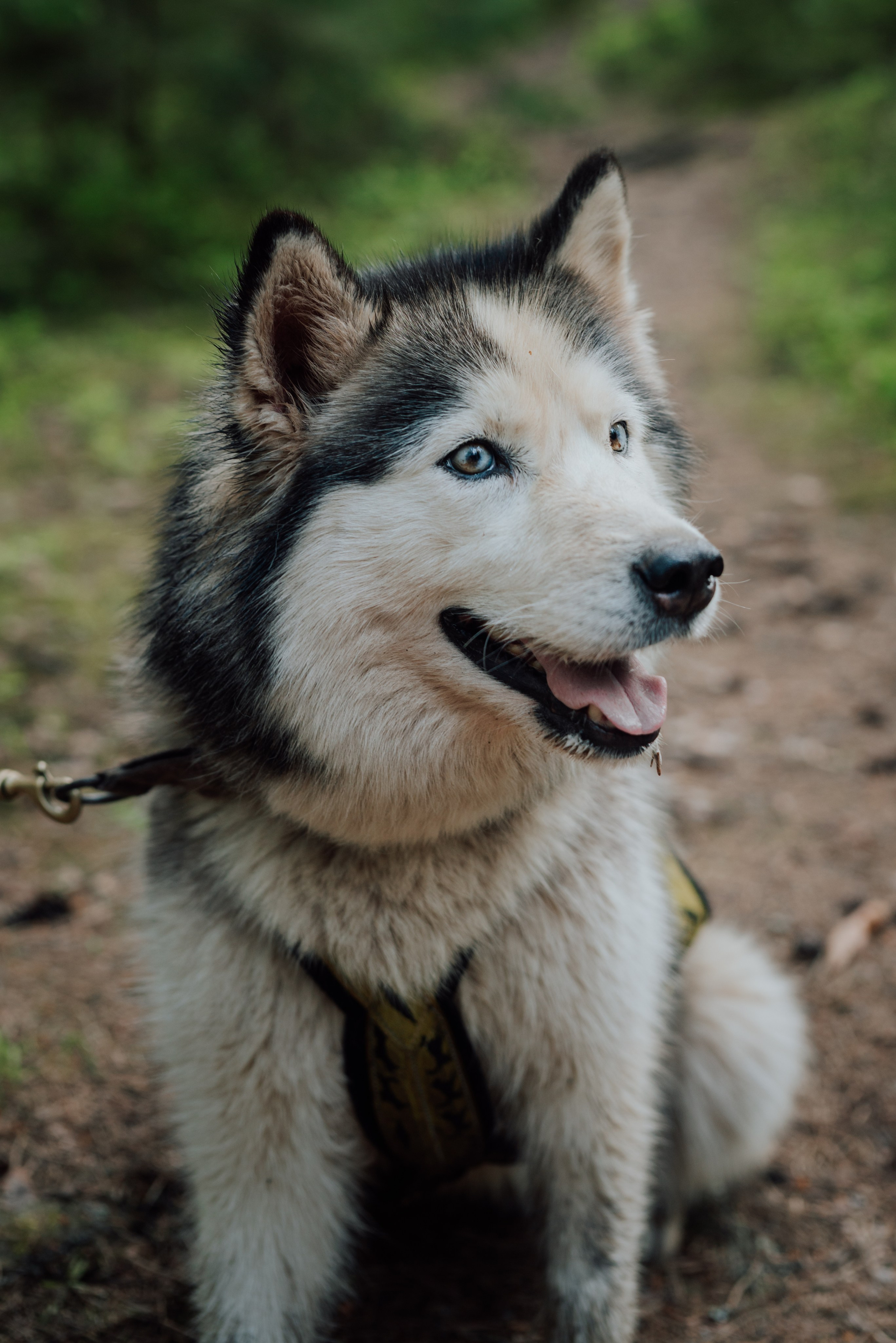 Догтрекинг. Фотограф в Санкт-Петербурге и Ленинградской области
