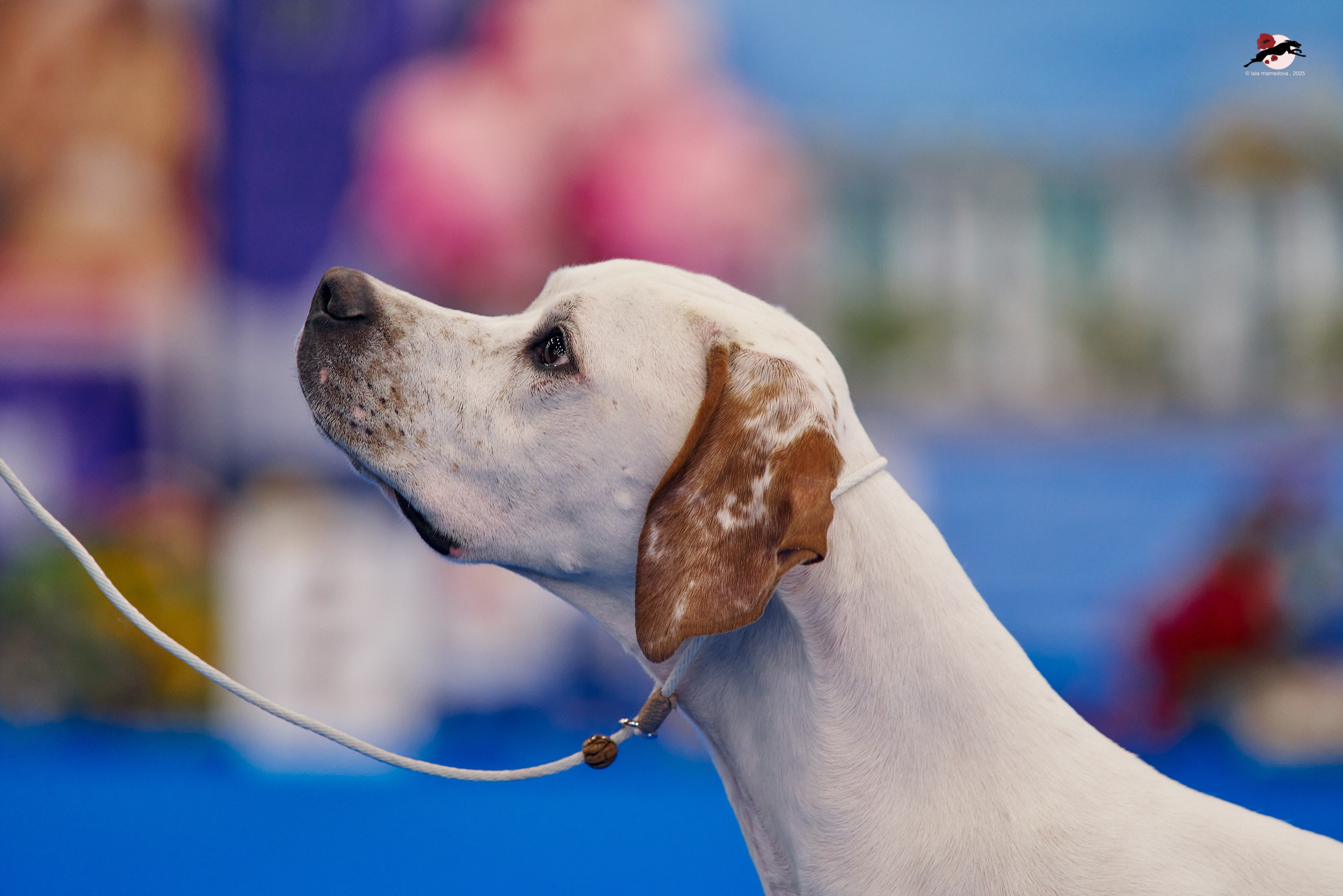 27.04.2025 | "Петербург-Элита 2025" & «КУБОК «ЭЛИТЫ»-2025»