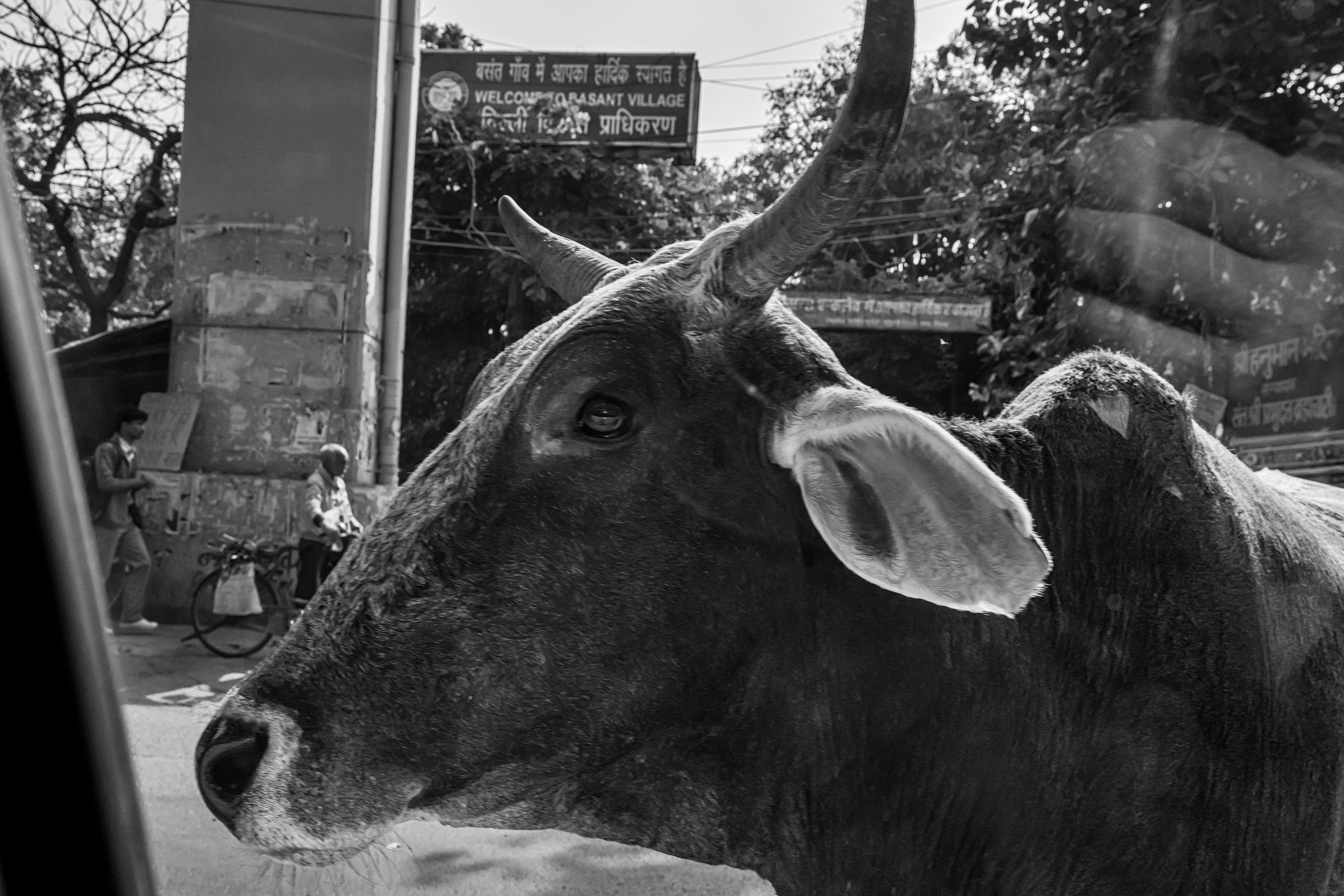 Dimitri Bakhtadze, black and white photos. Dimitri Bakhtadze photographer