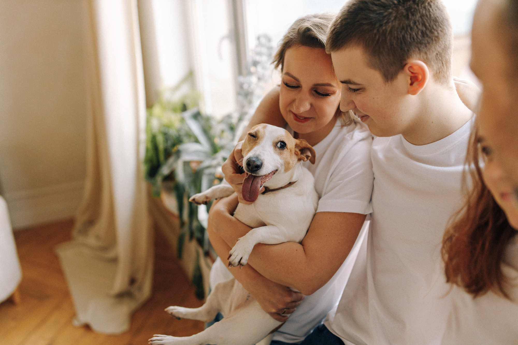 Джек-рассел в студии