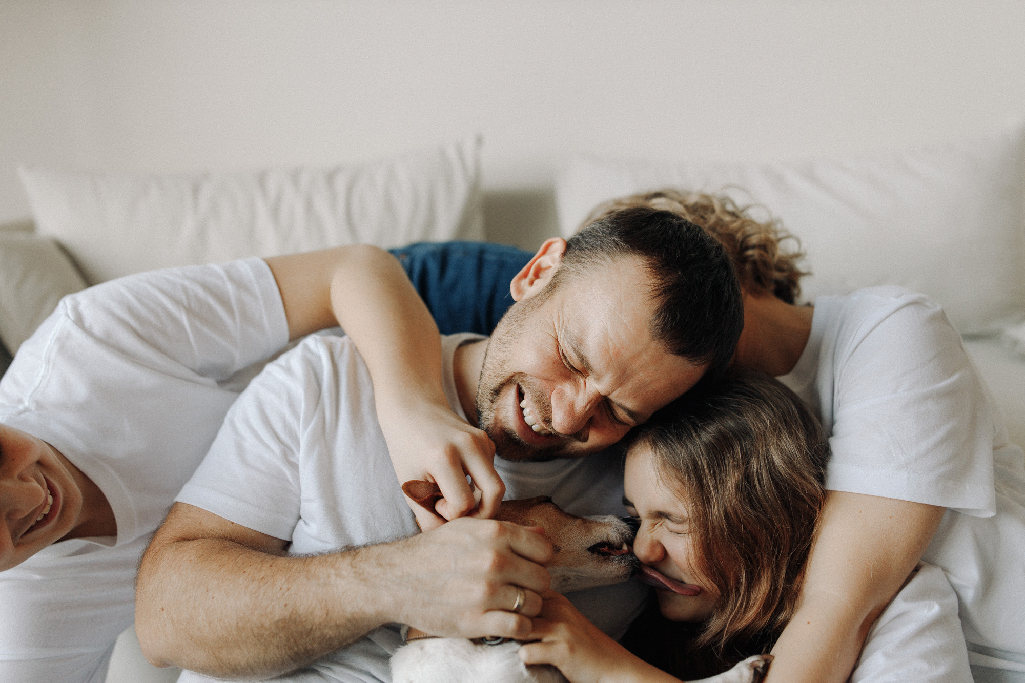 Джек-рассел в студии