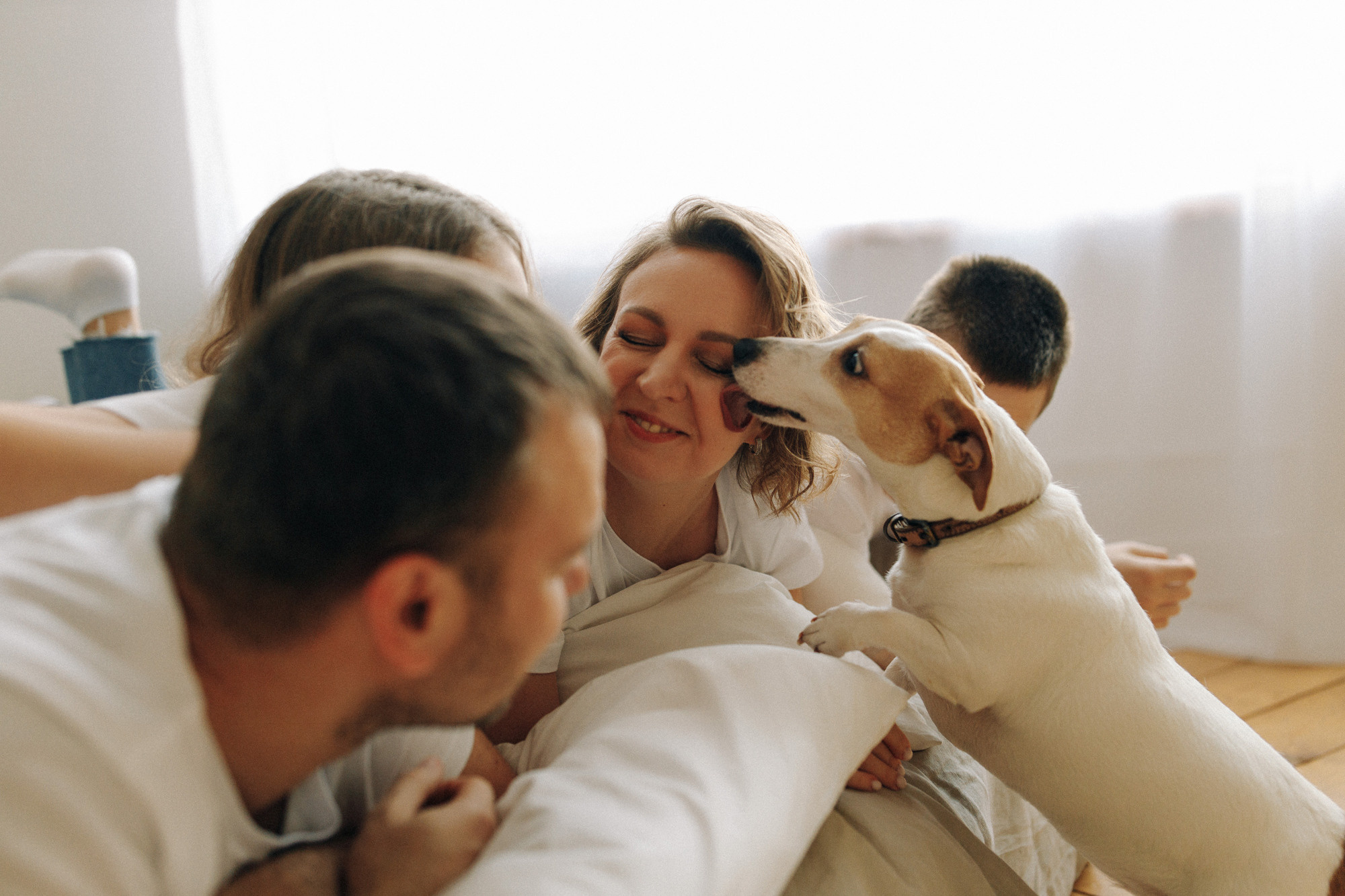 Джек-рассел в студии