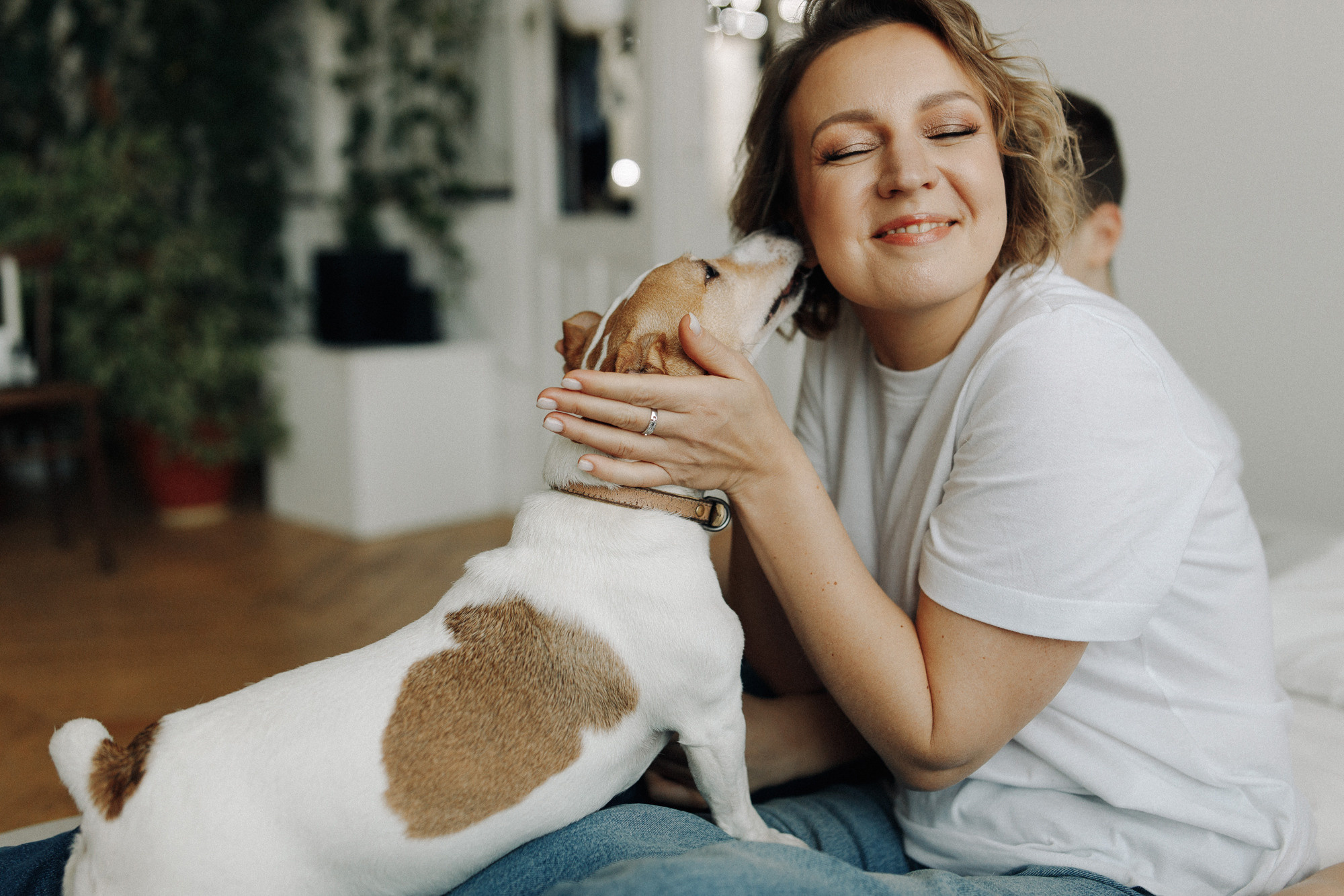 Джек-рассел в студии